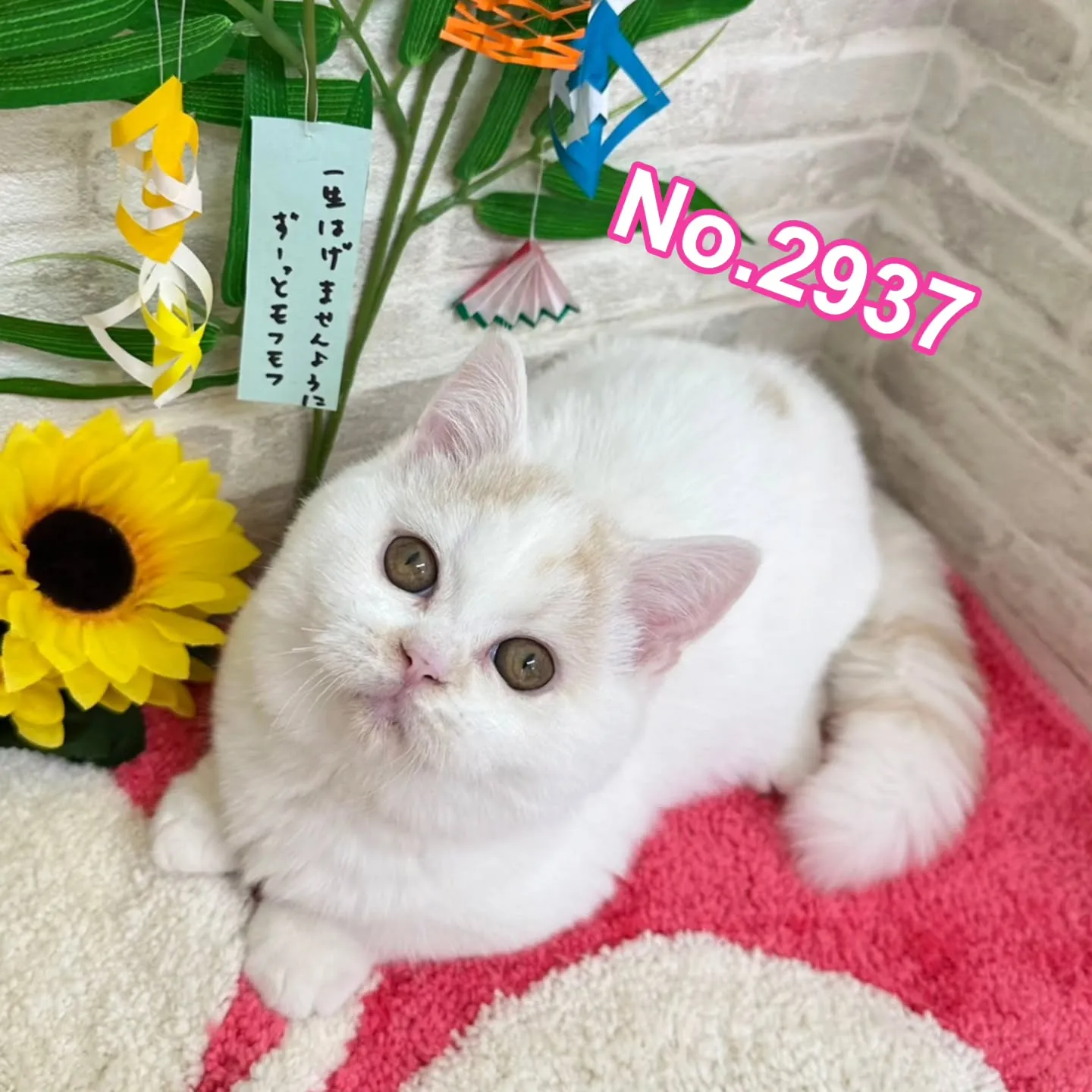 素敵なご家族さまと巡りあえますように🎋
