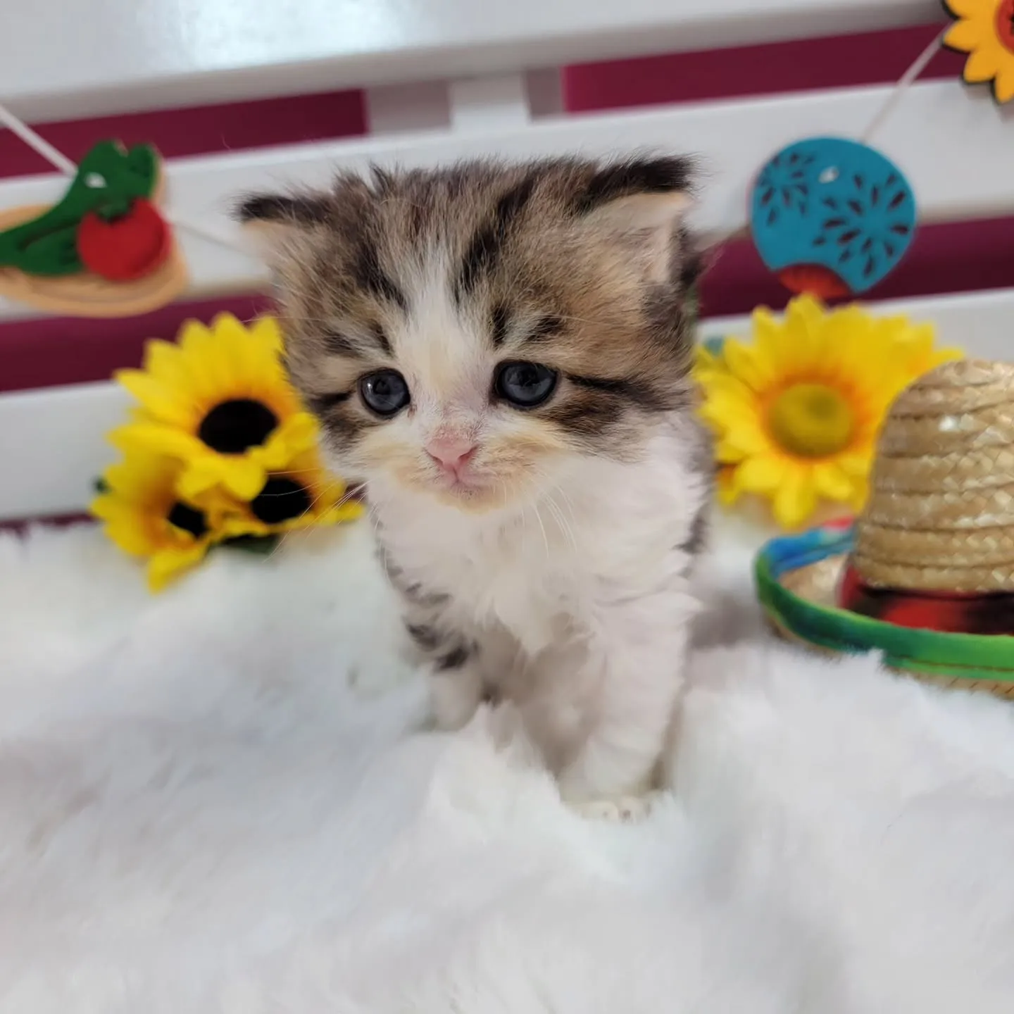ミヌエットちゃんの兄弟です🐱