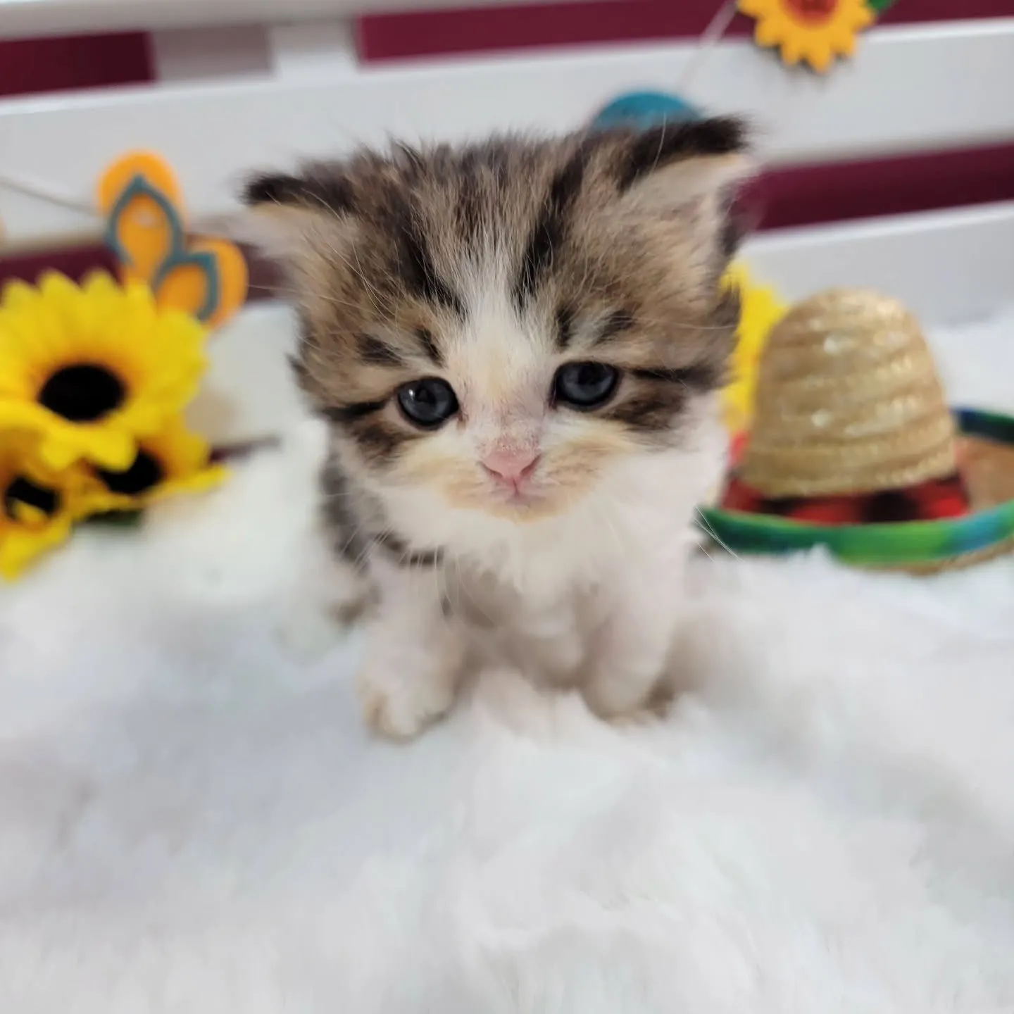 ミヌエットちゃんの兄弟です🐱