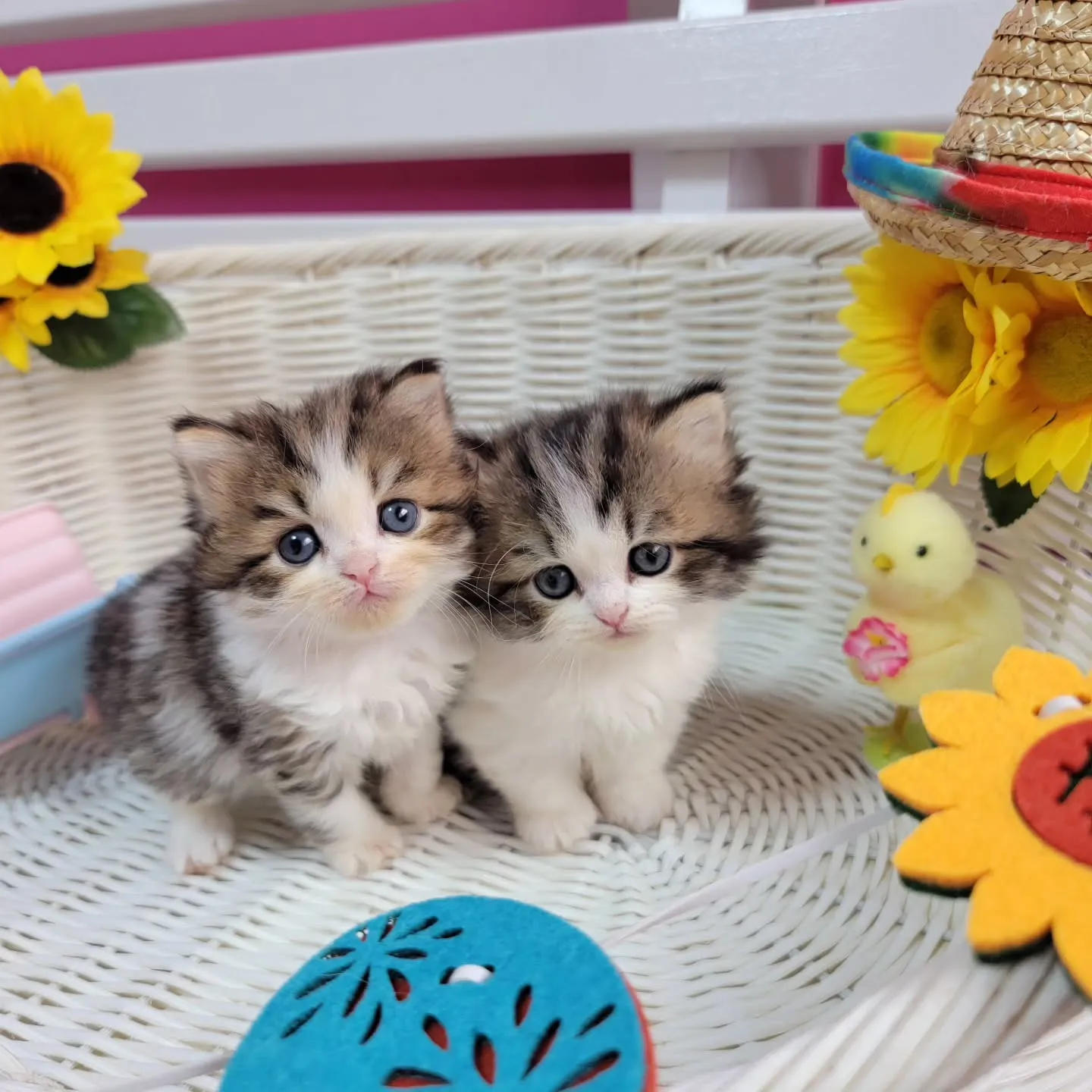 ミヌエットちゃんの兄弟です🐱