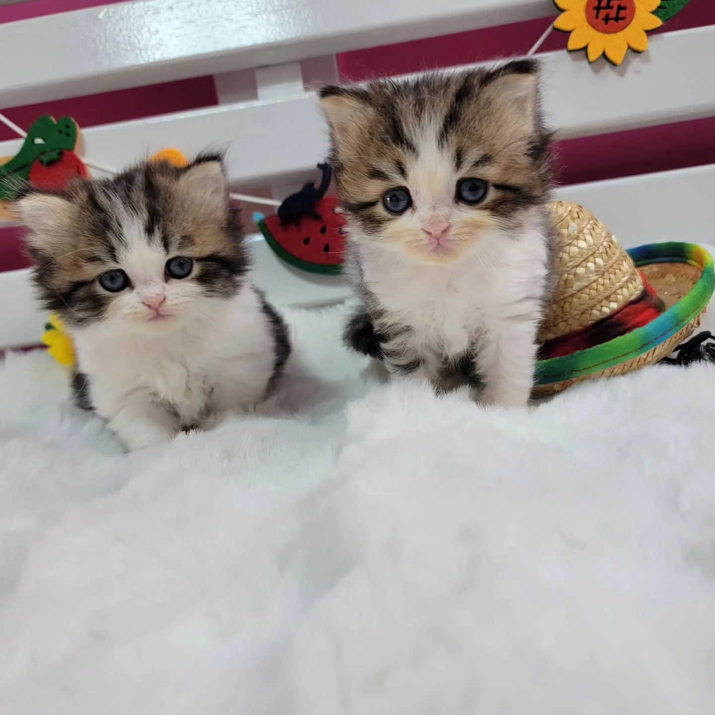 ミヌエットちゃんの兄弟です🐱
