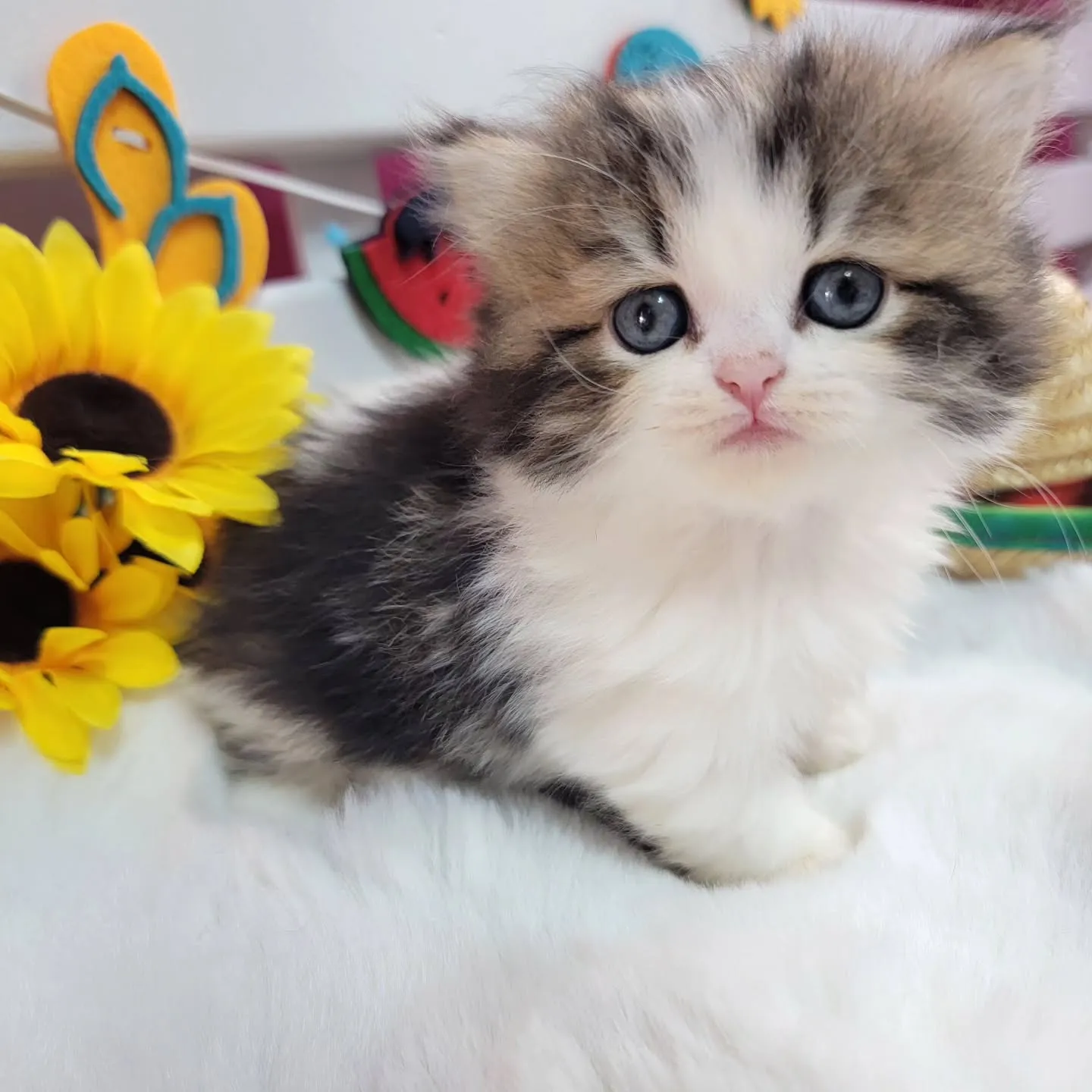 ミヌエットちゃんの兄弟です🐱