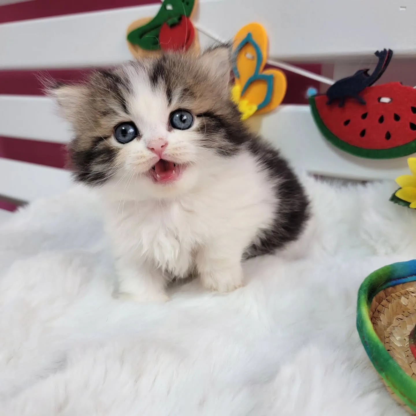 ミヌエットちゃんの兄弟です🐱