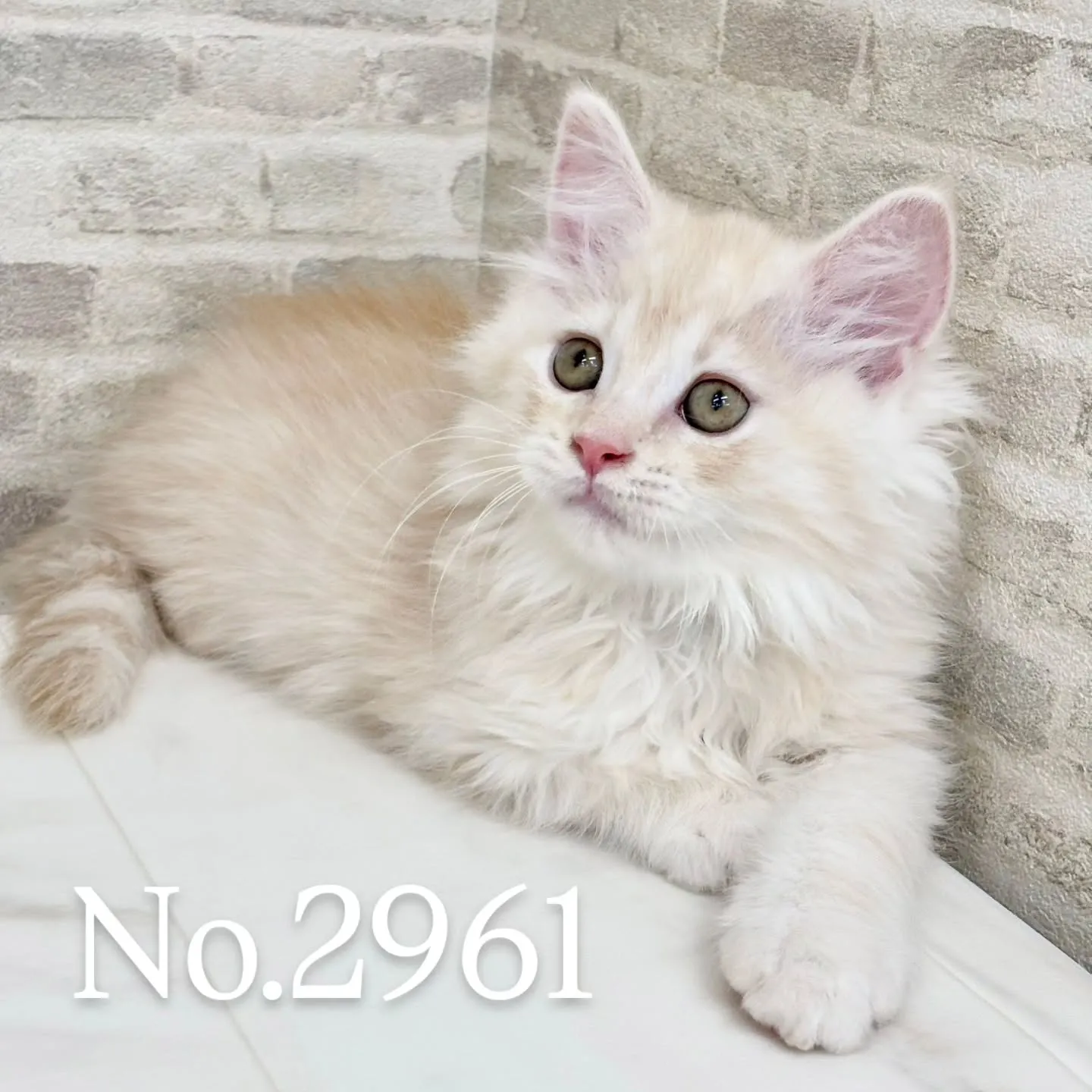 現在ご紹介中のサイベリアンの男の子です🐱❤️