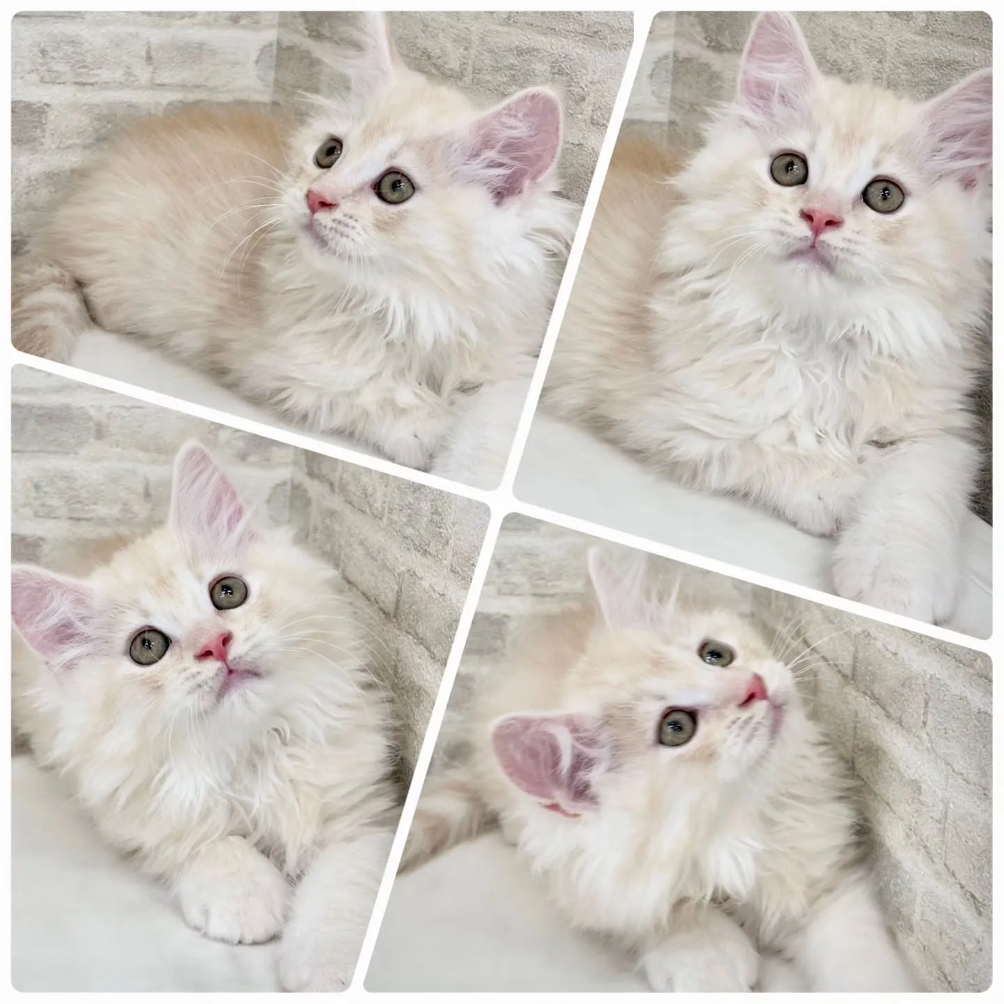 現在ご紹介中のサイベリアンの男の子です🐱❤️