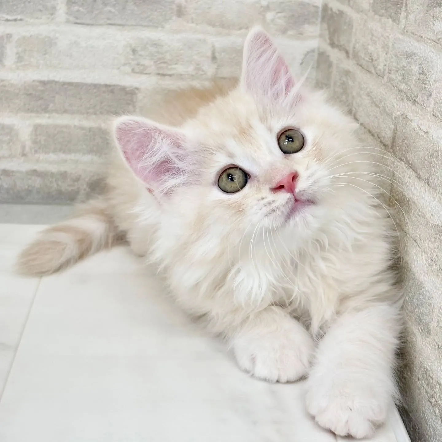 現在ご紹介中のサイベリアンの男の子です🐱❤️