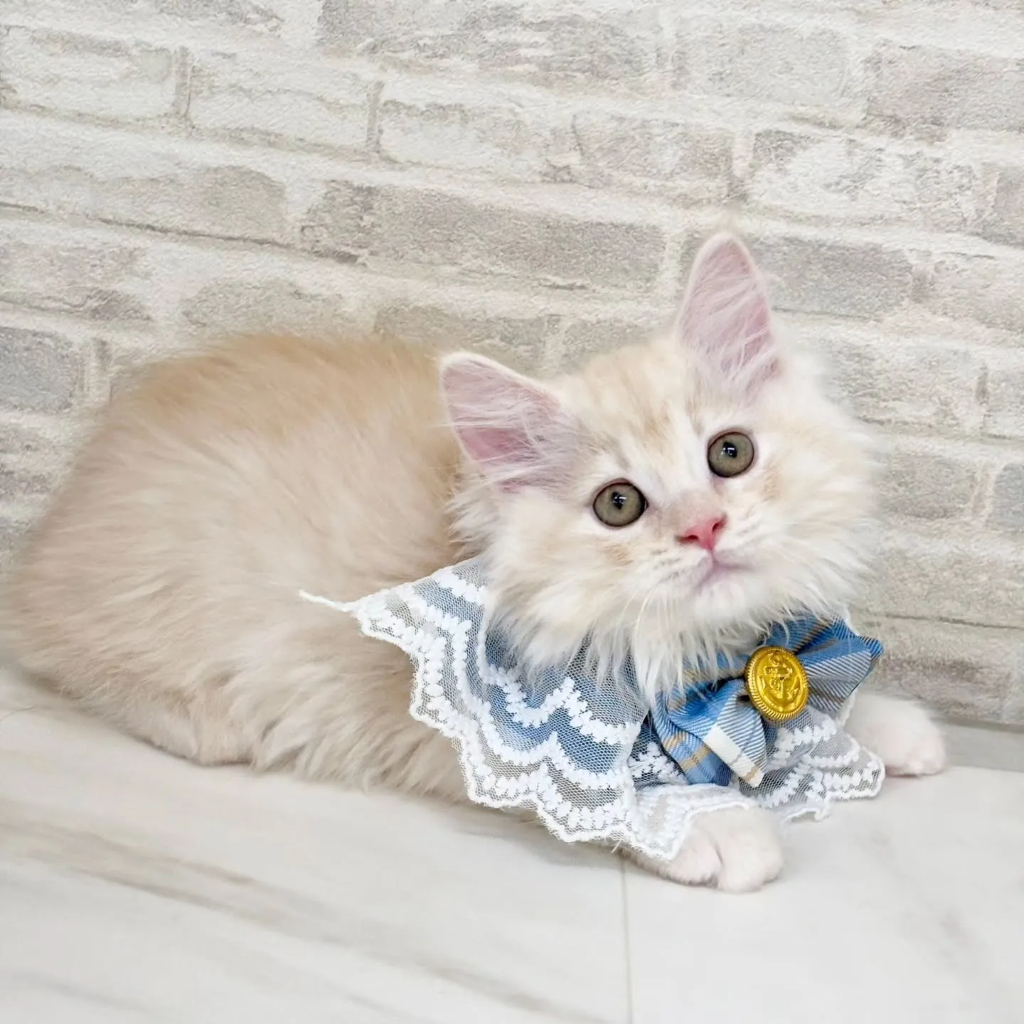 現在ご紹介中のサイベリアンの男の子です🐱❤️