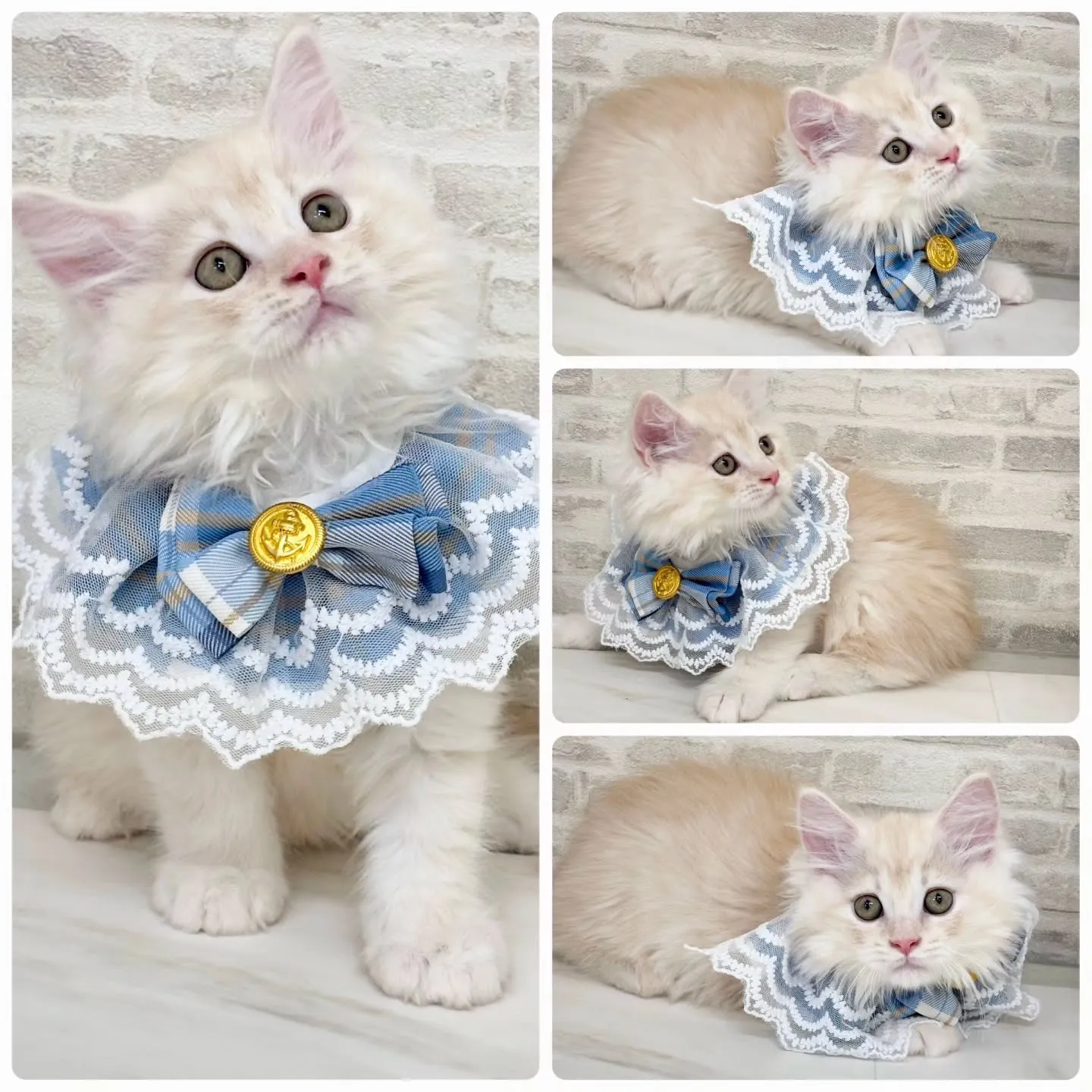 現在ご紹介中のサイベリアンの男の子です🐱❤️