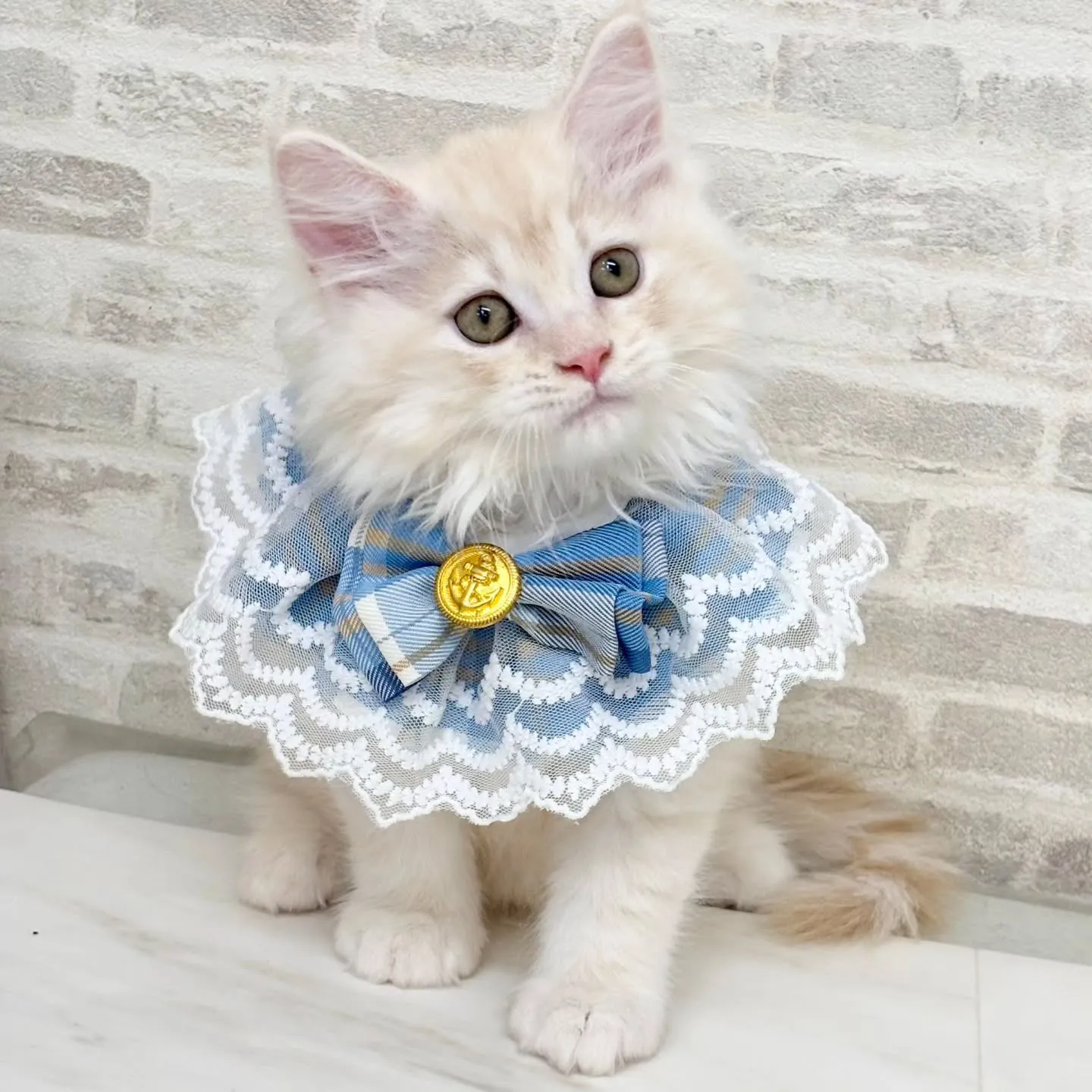 現在ご紹介中のサイベリアンの男の子です🐱❤️