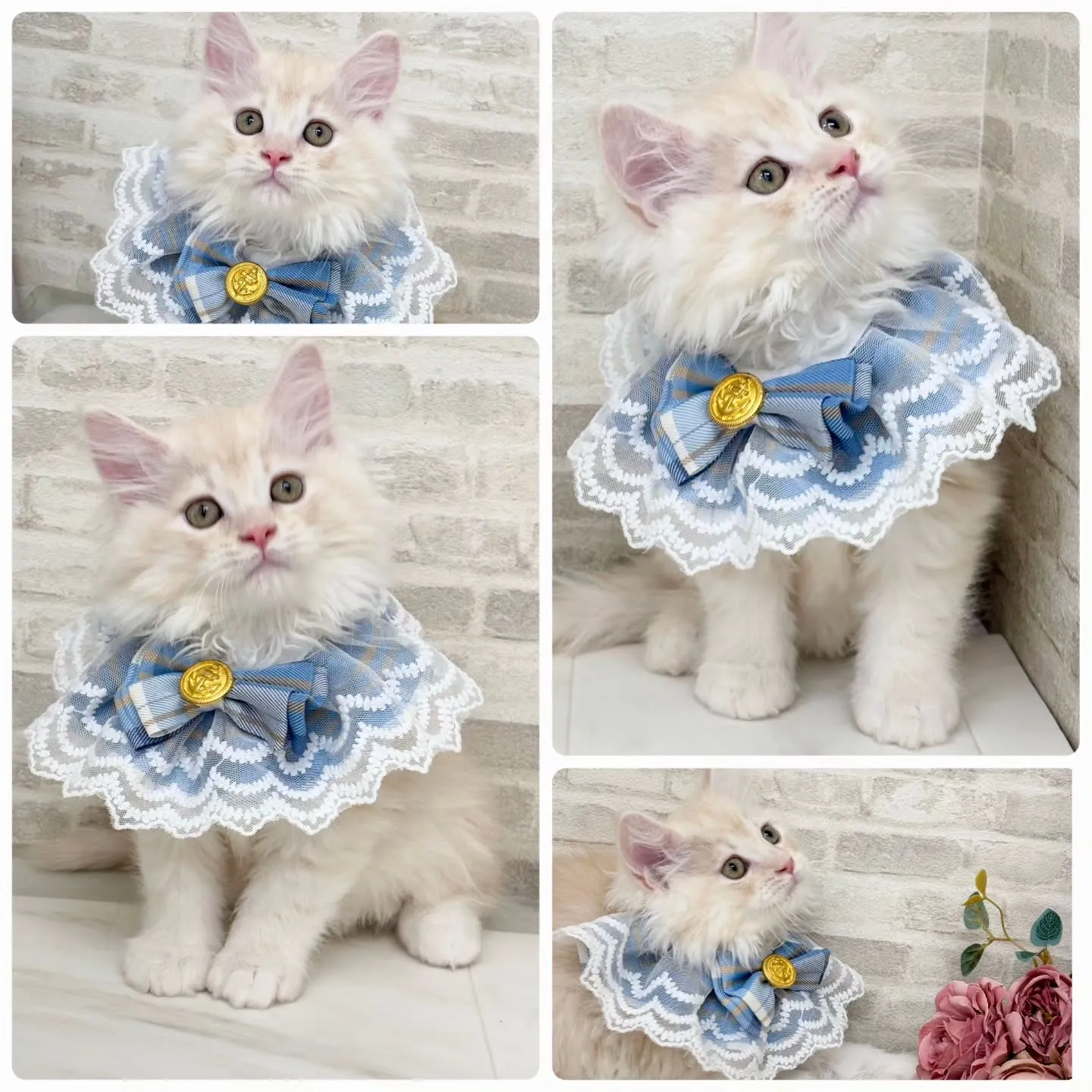 現在ご紹介中のサイベリアンの男の子です🐱❤️