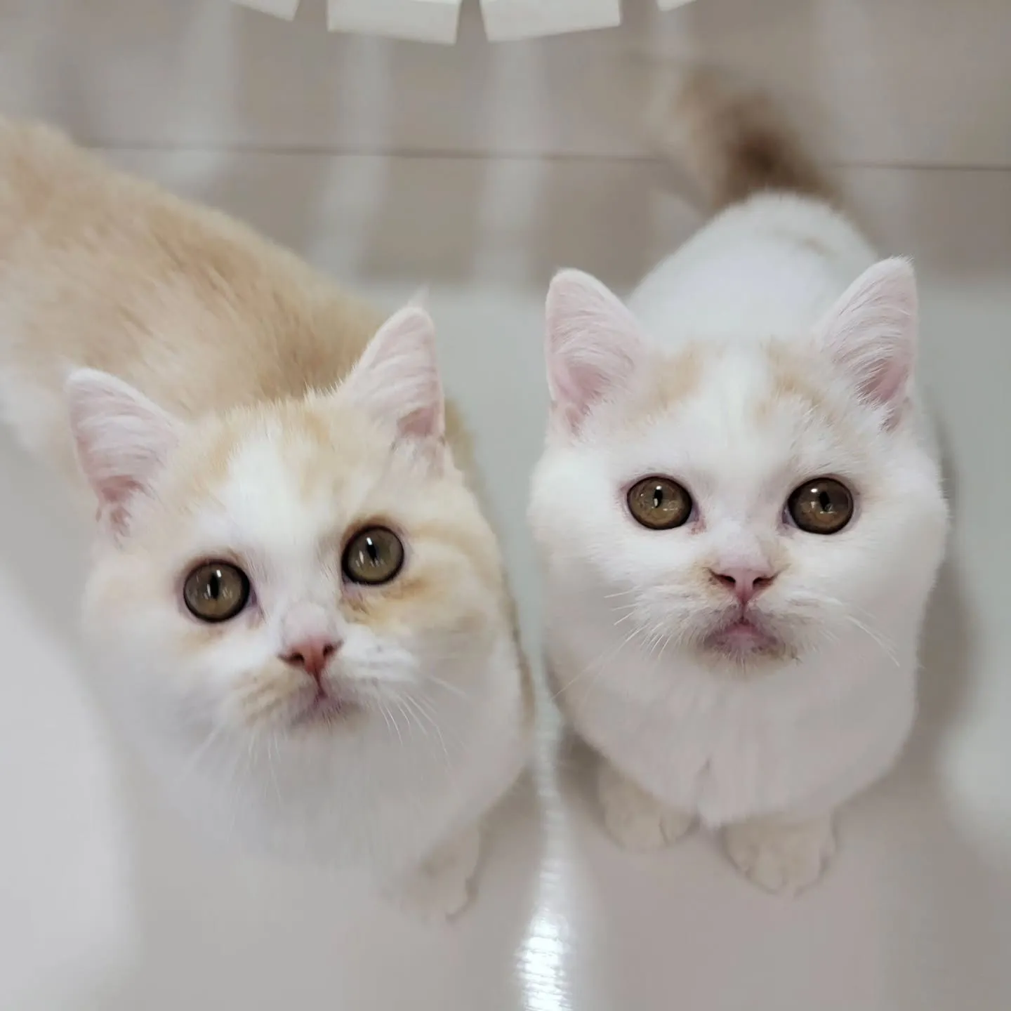 ムチムチまん丸短足ちゃんいかがですか？☺️
