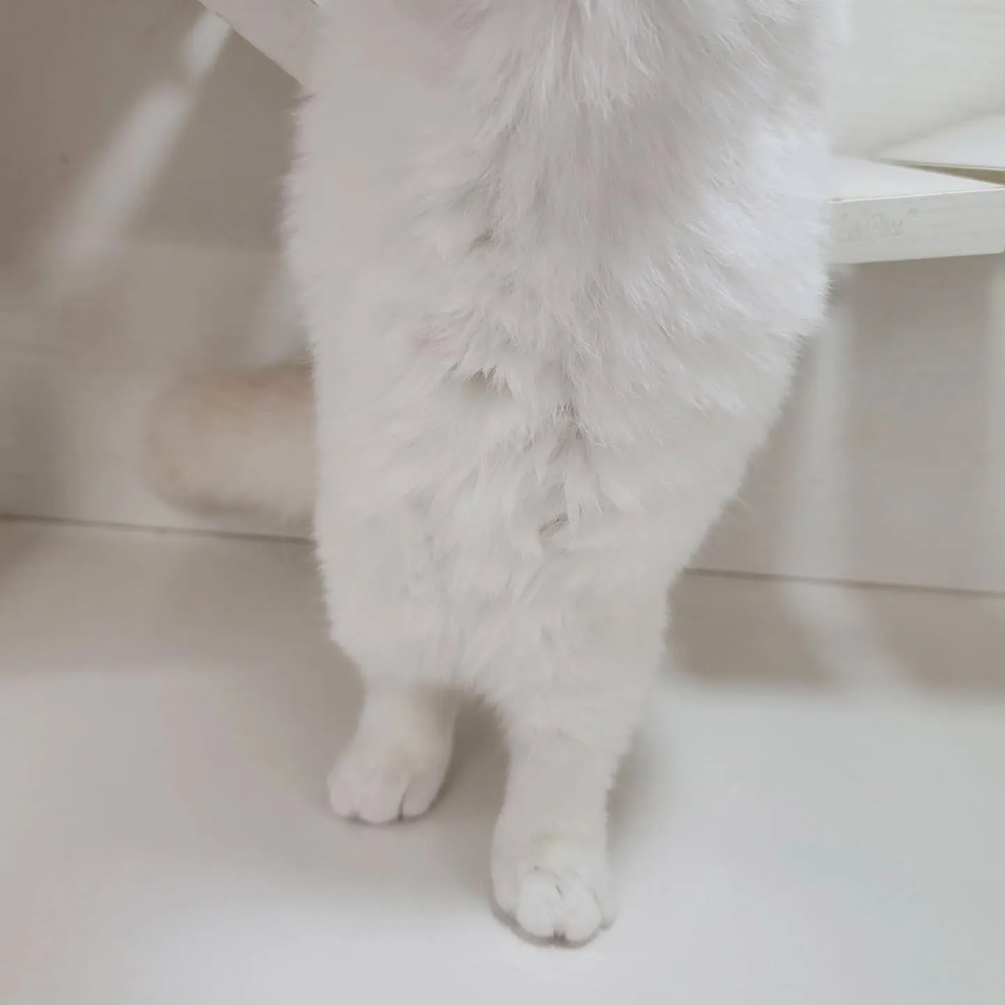 ムチムチまん丸短足ちゃんいかがですか？☺️