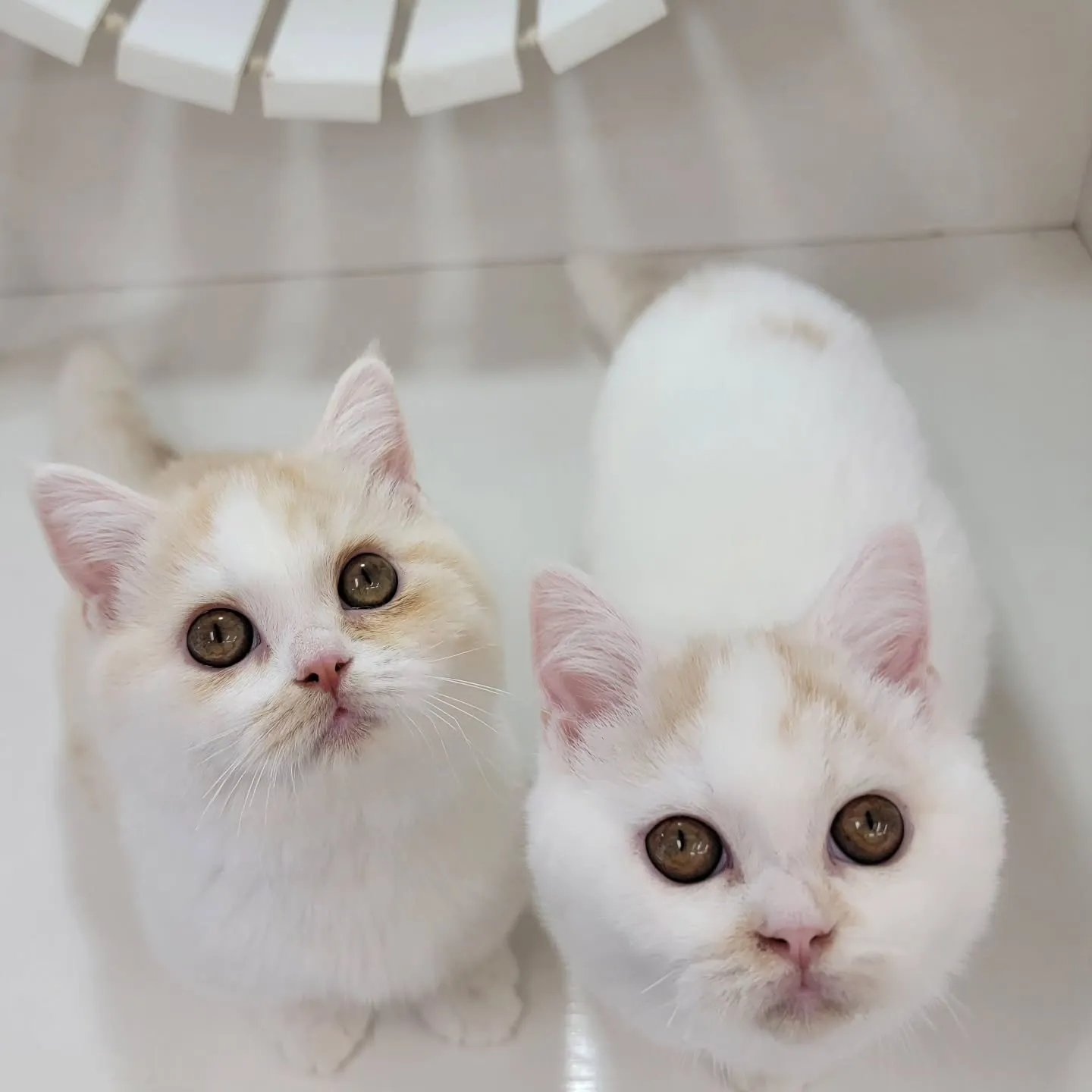 ムチムチまん丸短足ちゃんいかがですか？☺️