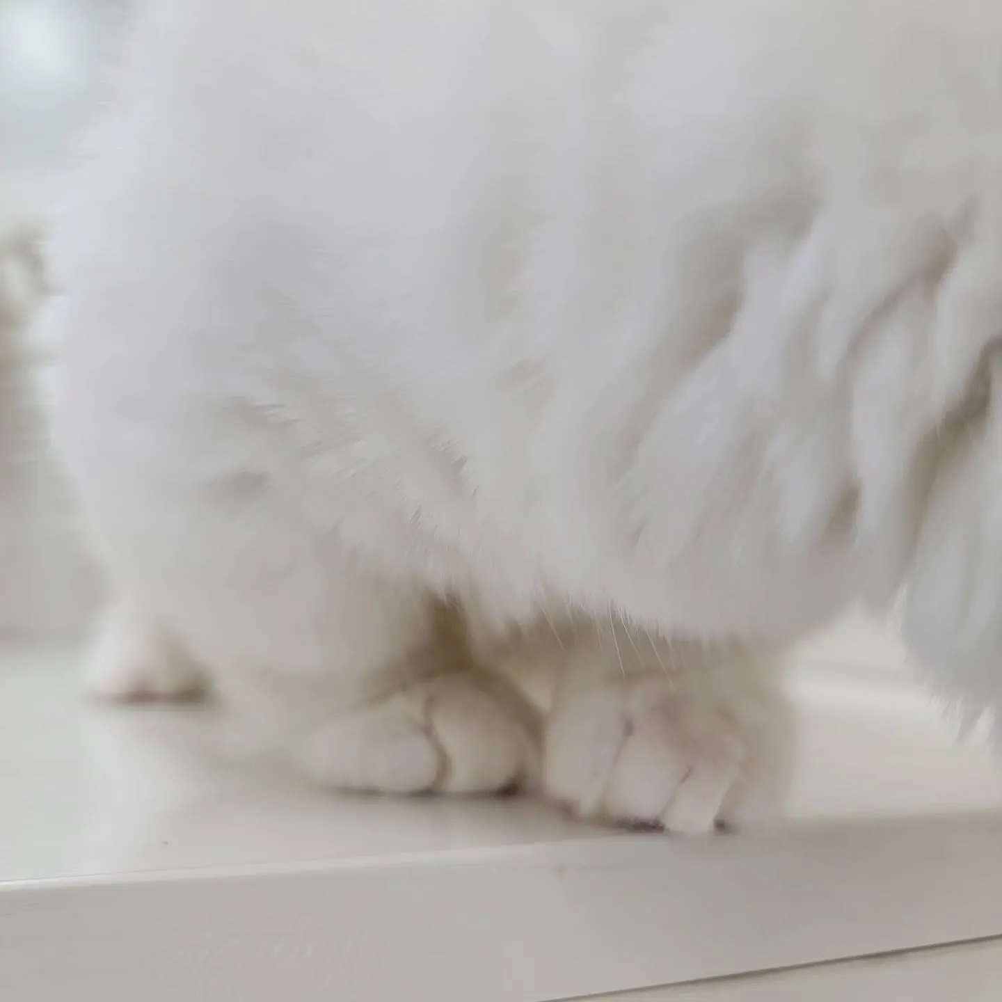 ムチムチまん丸短足ちゃんいかがですか？☺️