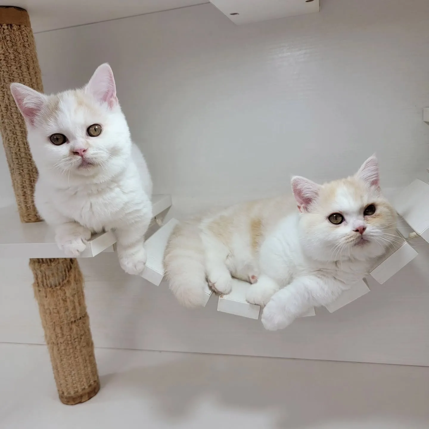 ムチムチまん丸短足ちゃんいかがですか？☺️