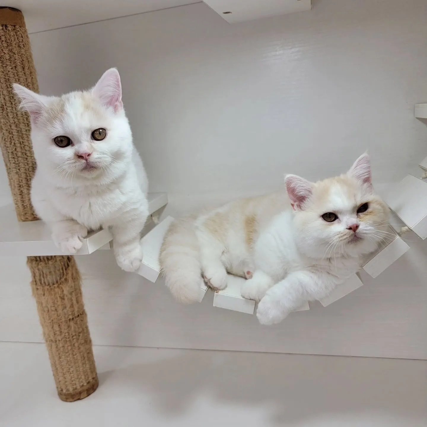 ムチムチまん丸短足ちゃんいかがですか？☺️