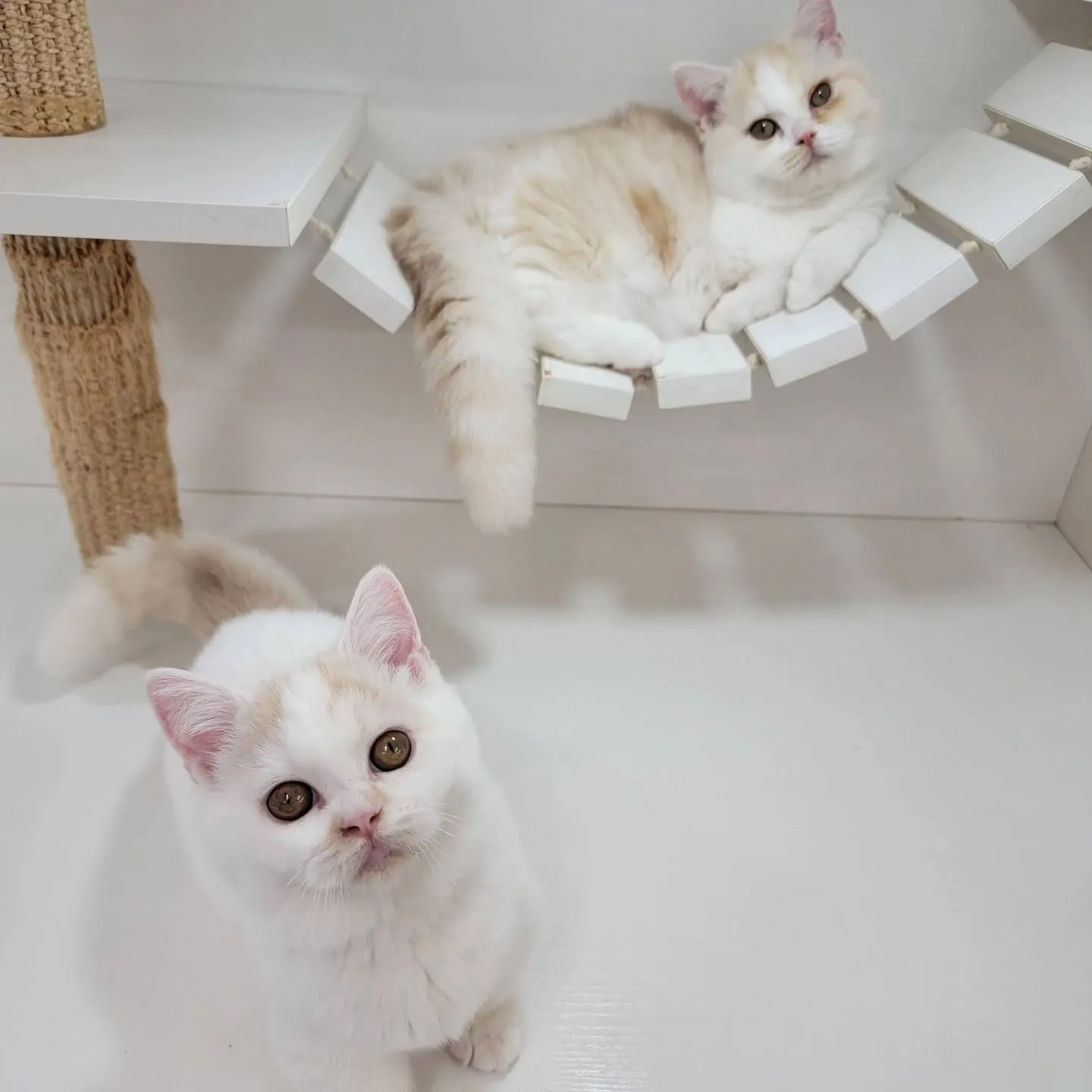 ムチムチまん丸短足ちゃんいかがですか？☺️