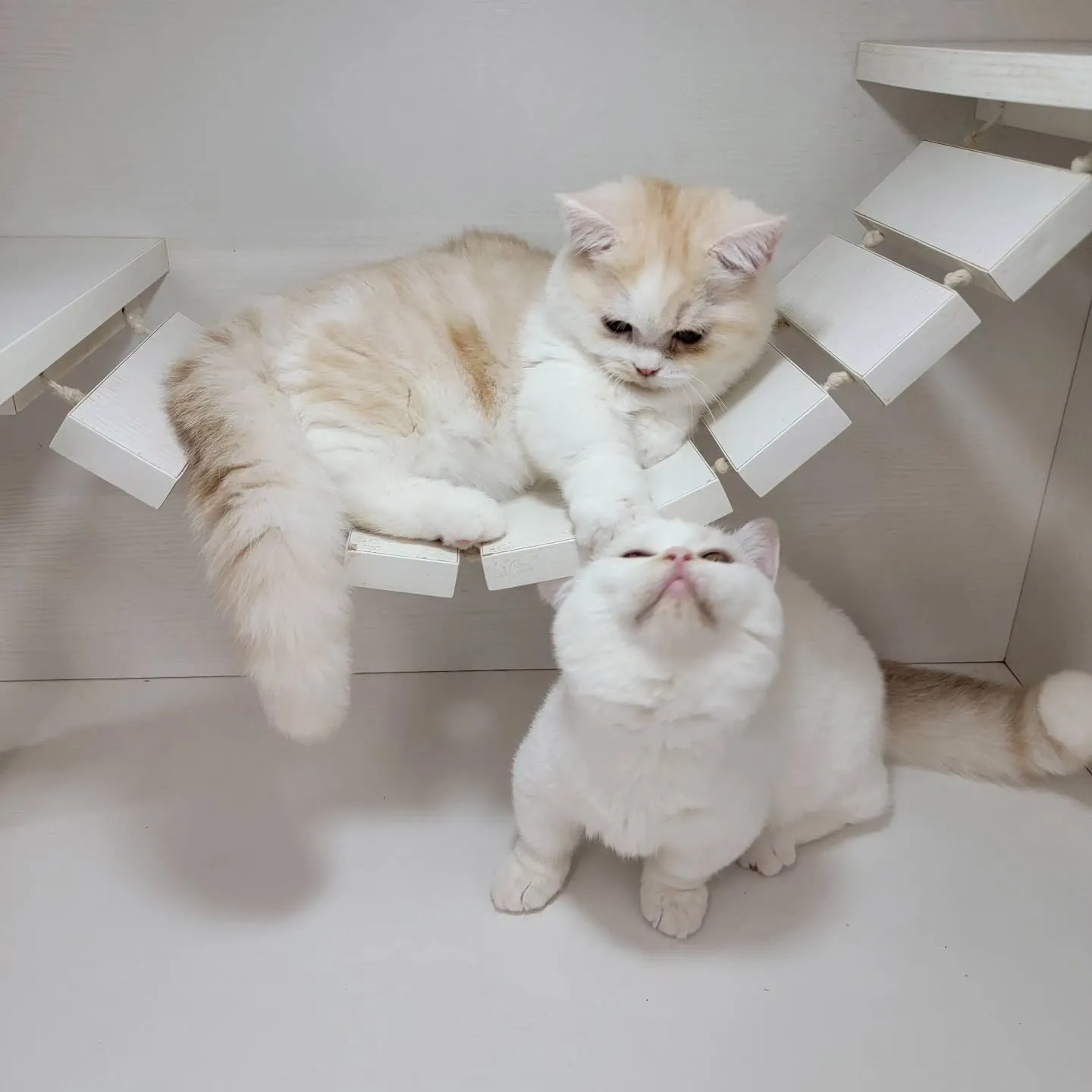 ムチムチまん丸短足ちゃんいかがですか？☺️