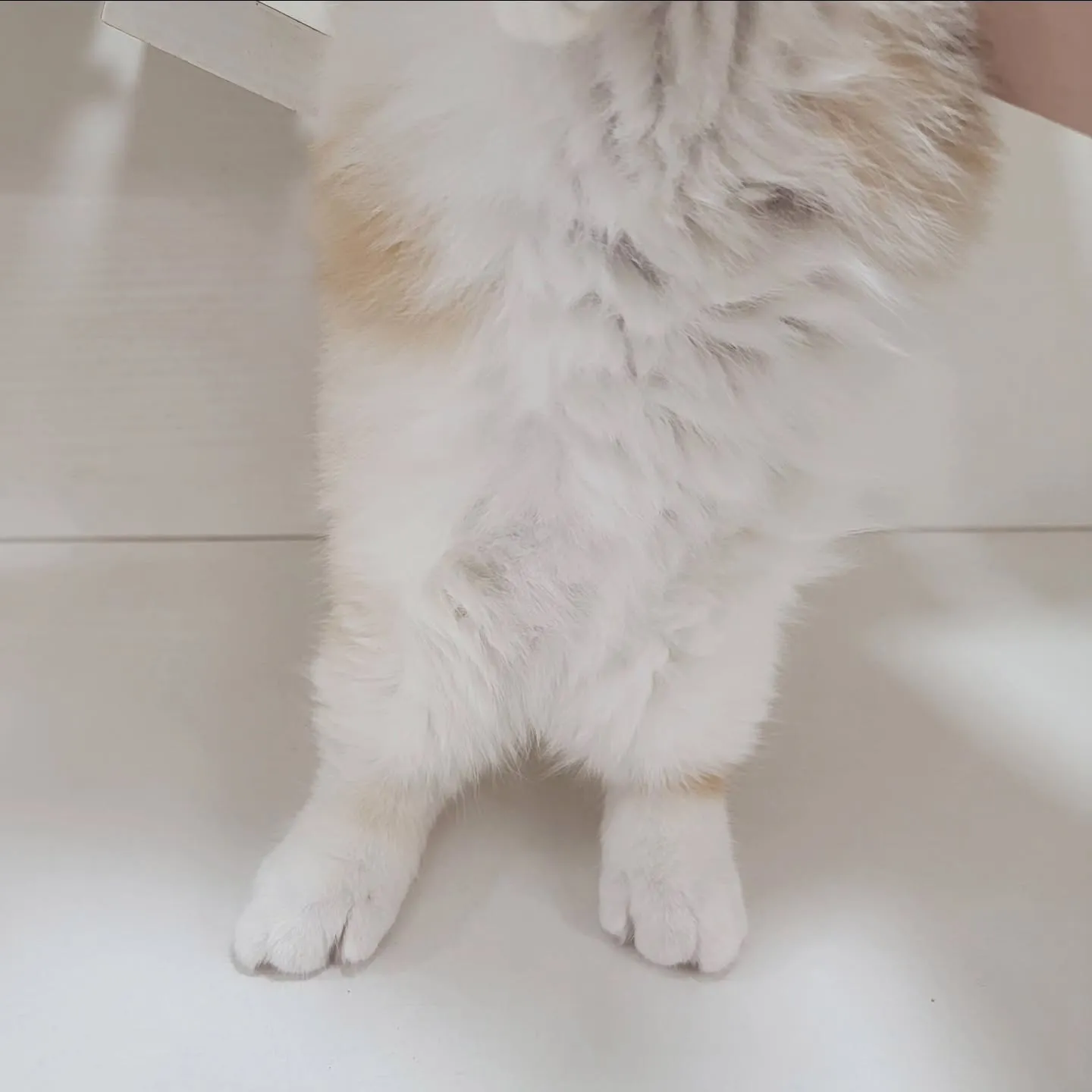 ムチムチまん丸短足ちゃんいかがですか？☺️
