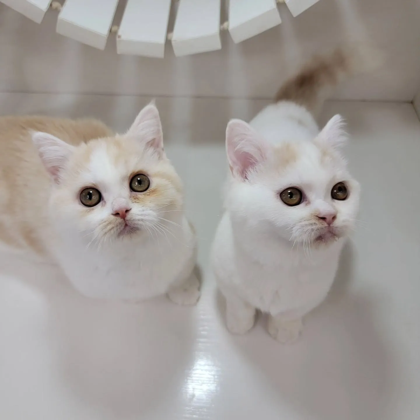 ムチムチまん丸短足ちゃんいかがですか？☺️