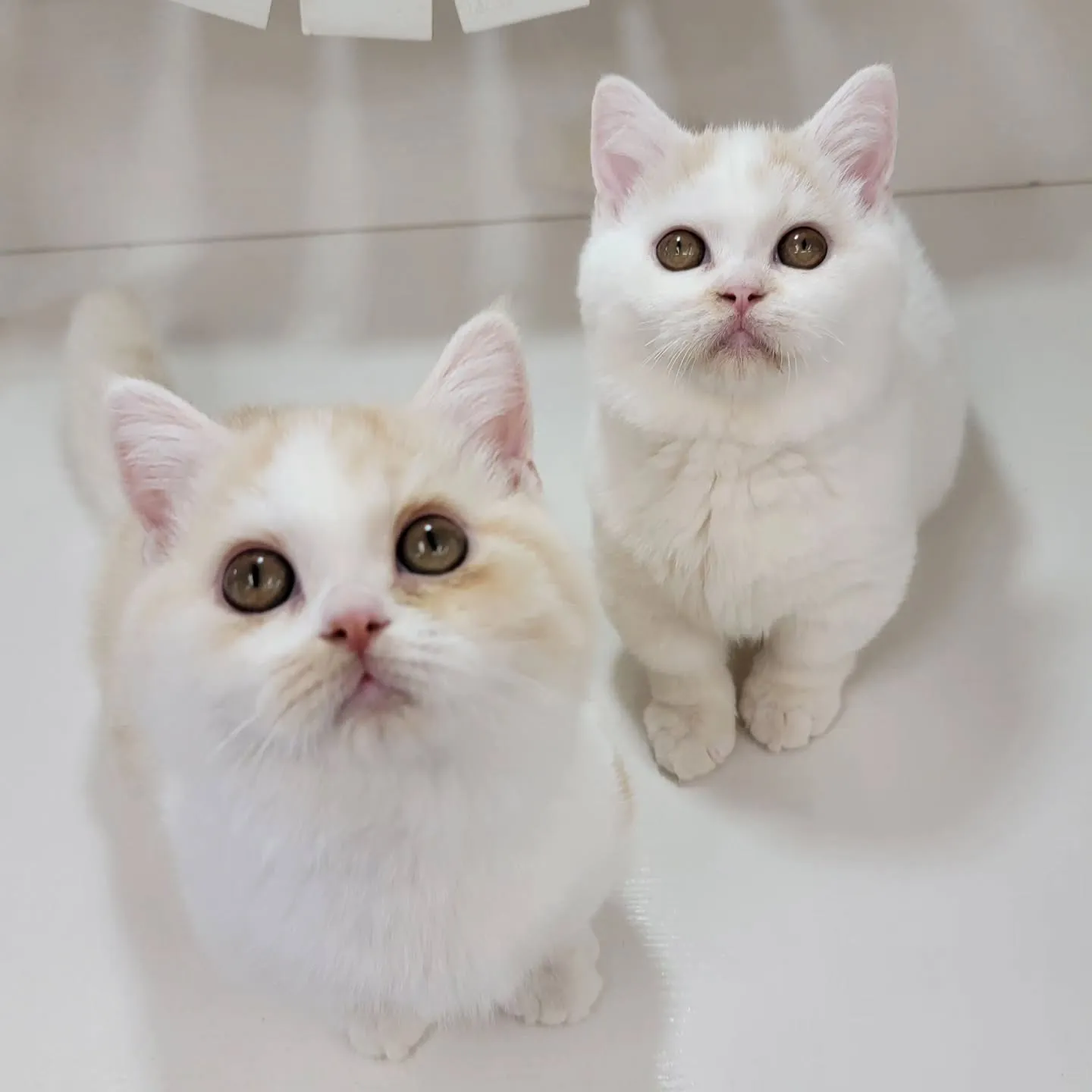 ムチムチまん丸短足ちゃんいかがですか？☺️