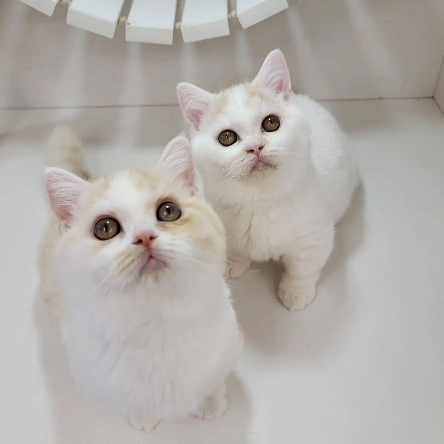 ムチムチまん丸短足ちゃんいかがですか？☺️