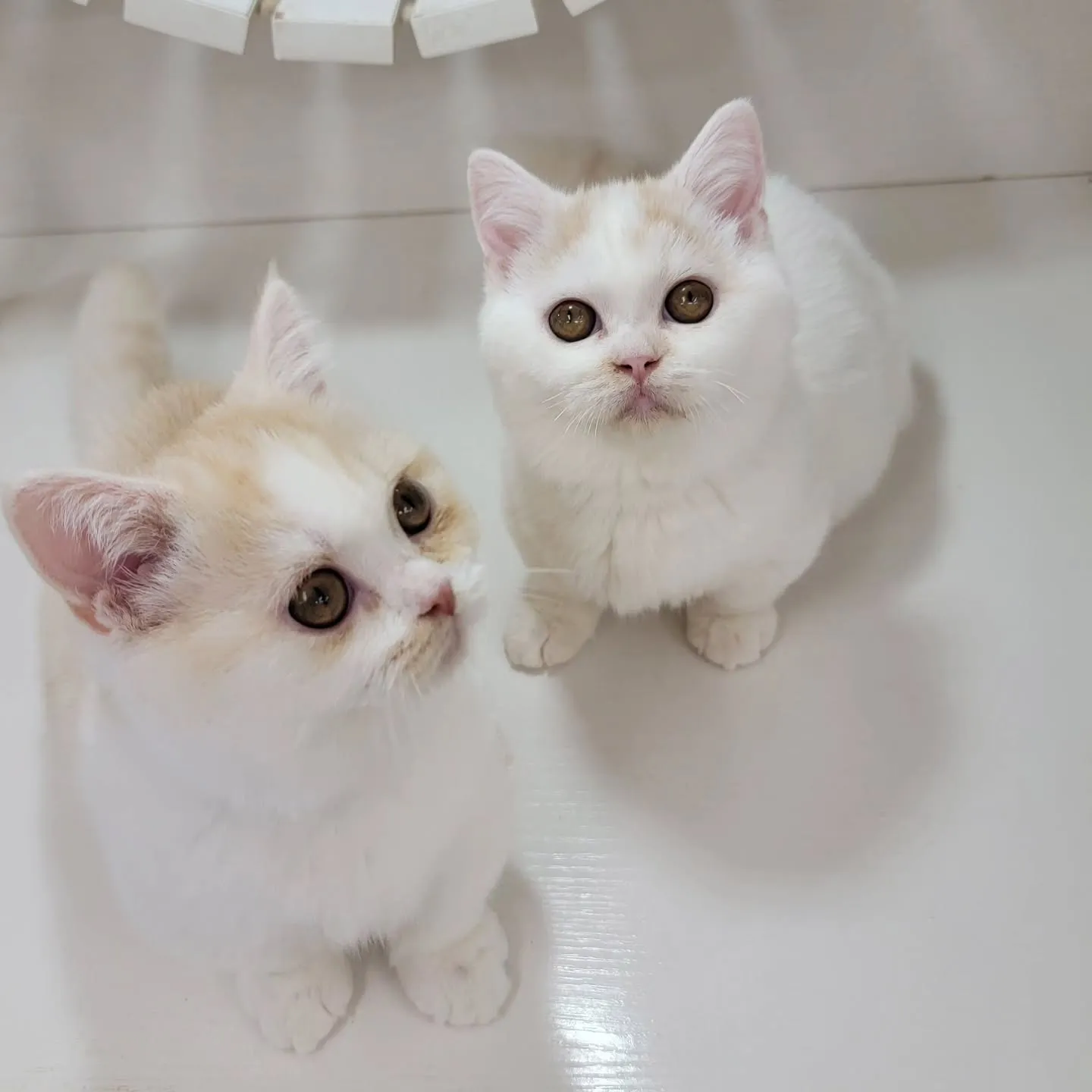 ムチムチまん丸短足ちゃんいかがですか？☺️