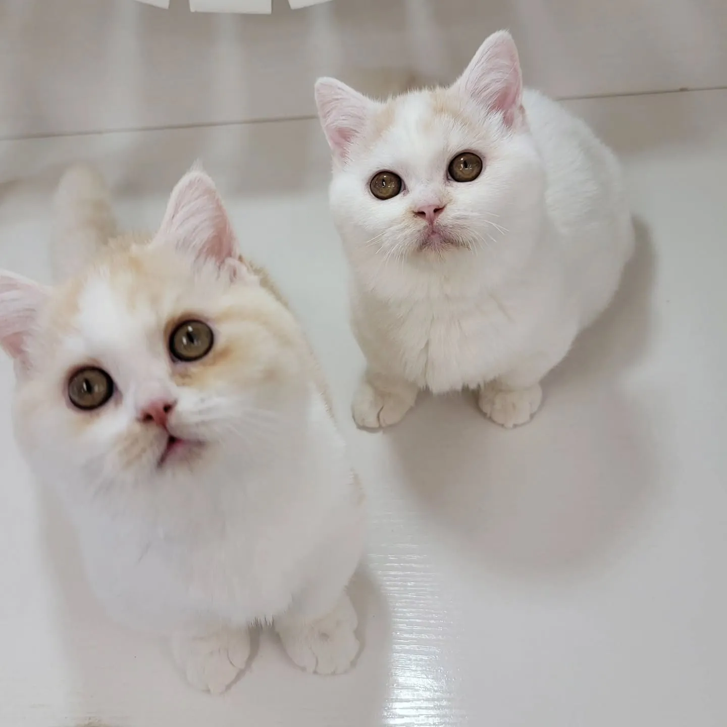 ムチムチまん丸短足ちゃんいかがですか？☺️