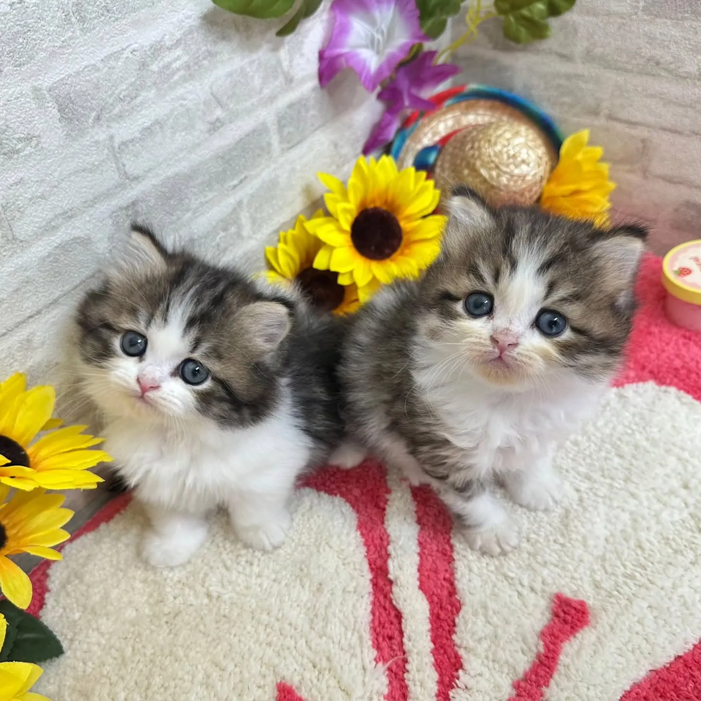 本日ご紹介のミヌエットちゃん達です🐱❤️