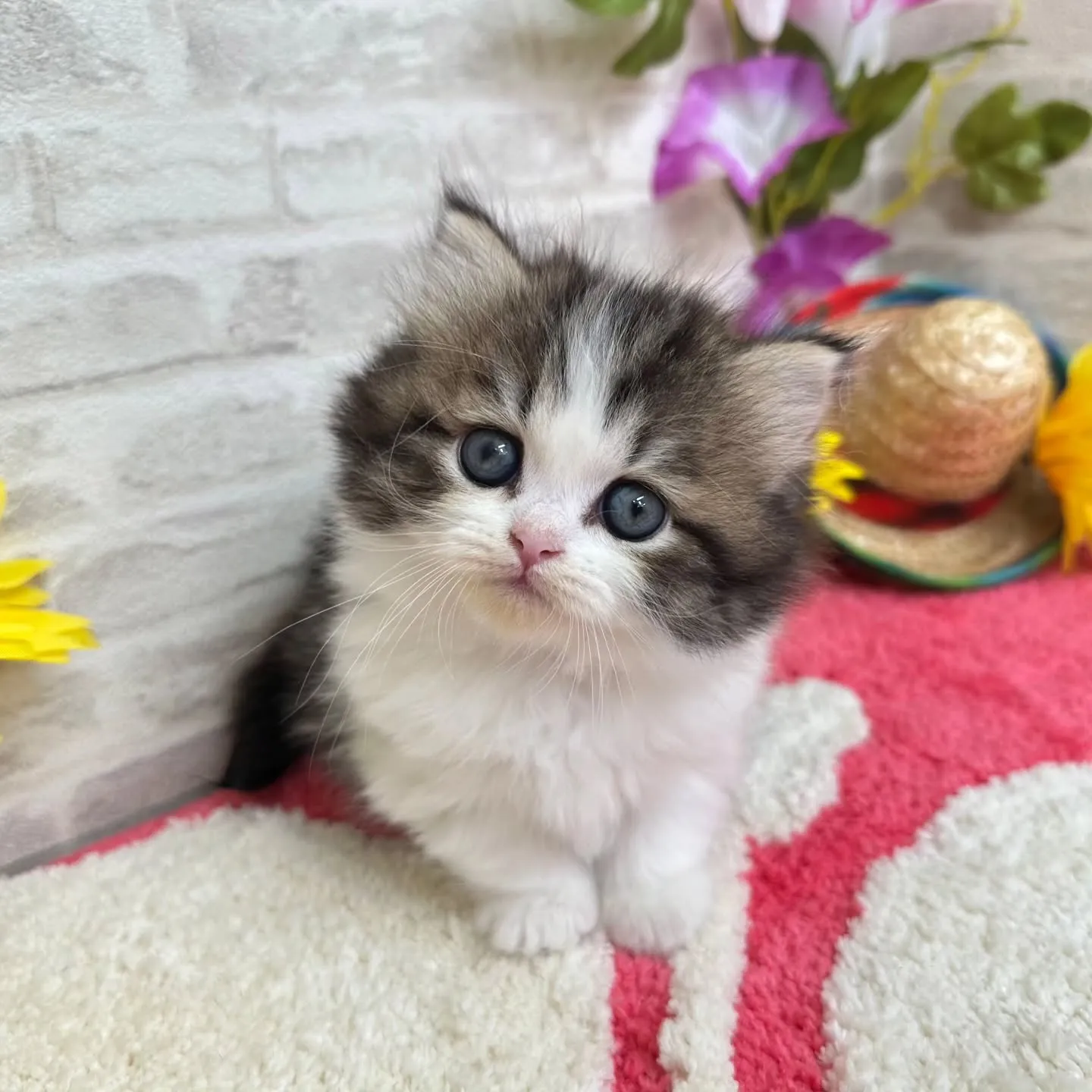 本日ご紹介のミヌエットちゃん達です🐱❤️