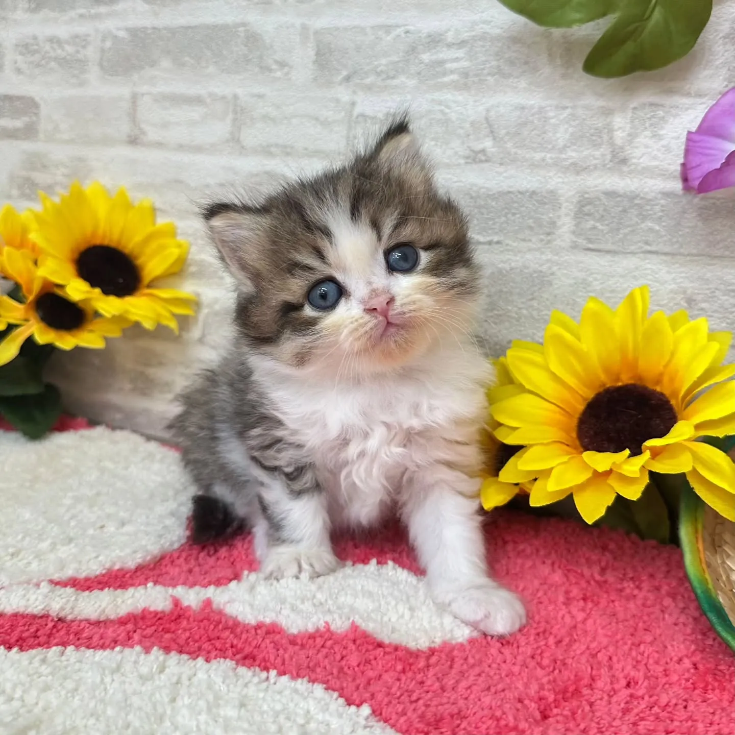 本日ご紹介のミヌエットちゃん達です🐱❤️