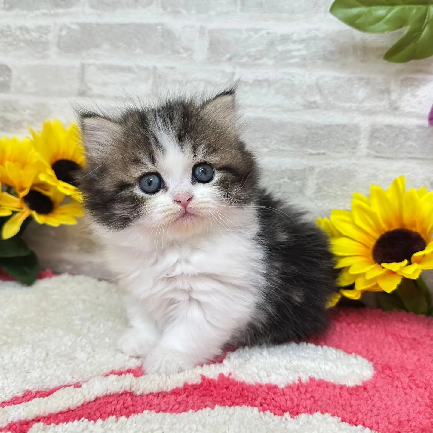 本日ご紹介のミヌエットちゃん達です🐱❤️