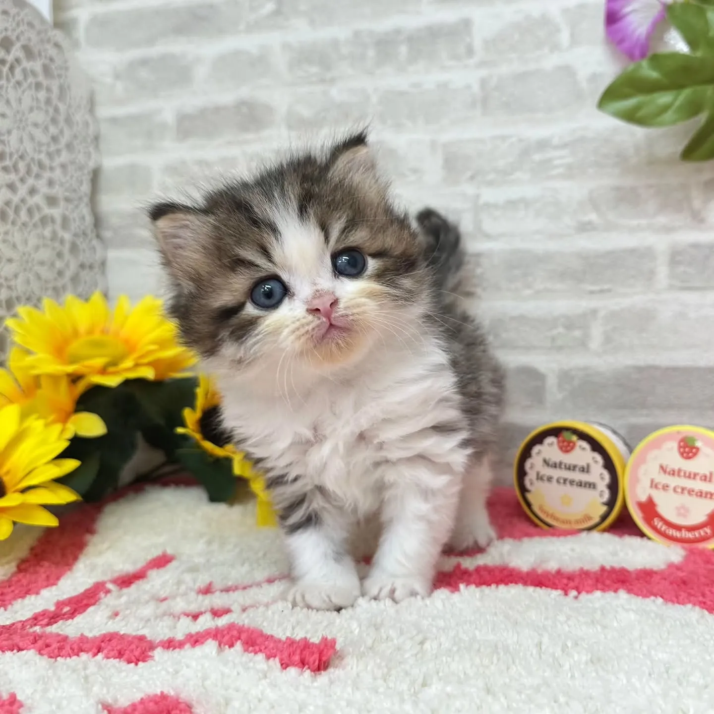 本日ご紹介のミヌエットちゃん達です🐱❤️