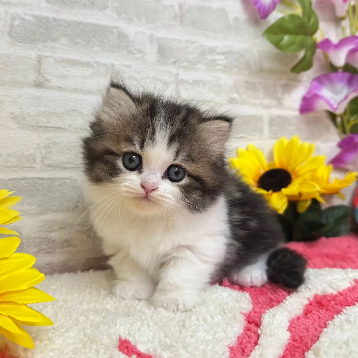 本日ご紹介のミヌエットちゃん達です🐱❤️