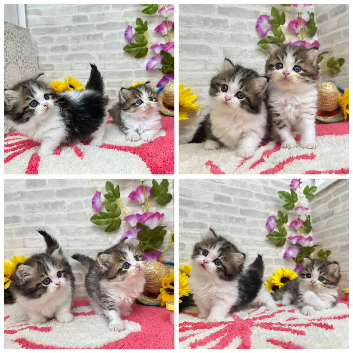 本日ご紹介のミヌエットちゃん達です🐱❤️