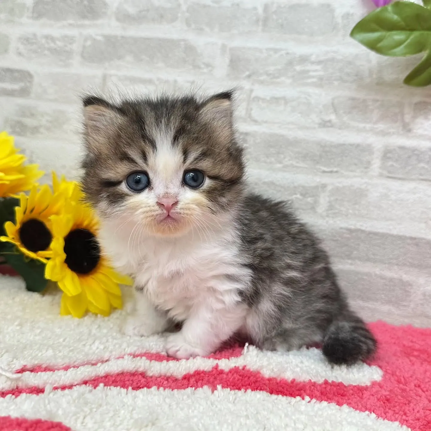 本日ご紹介のミヌエットちゃん達です🐱❤️