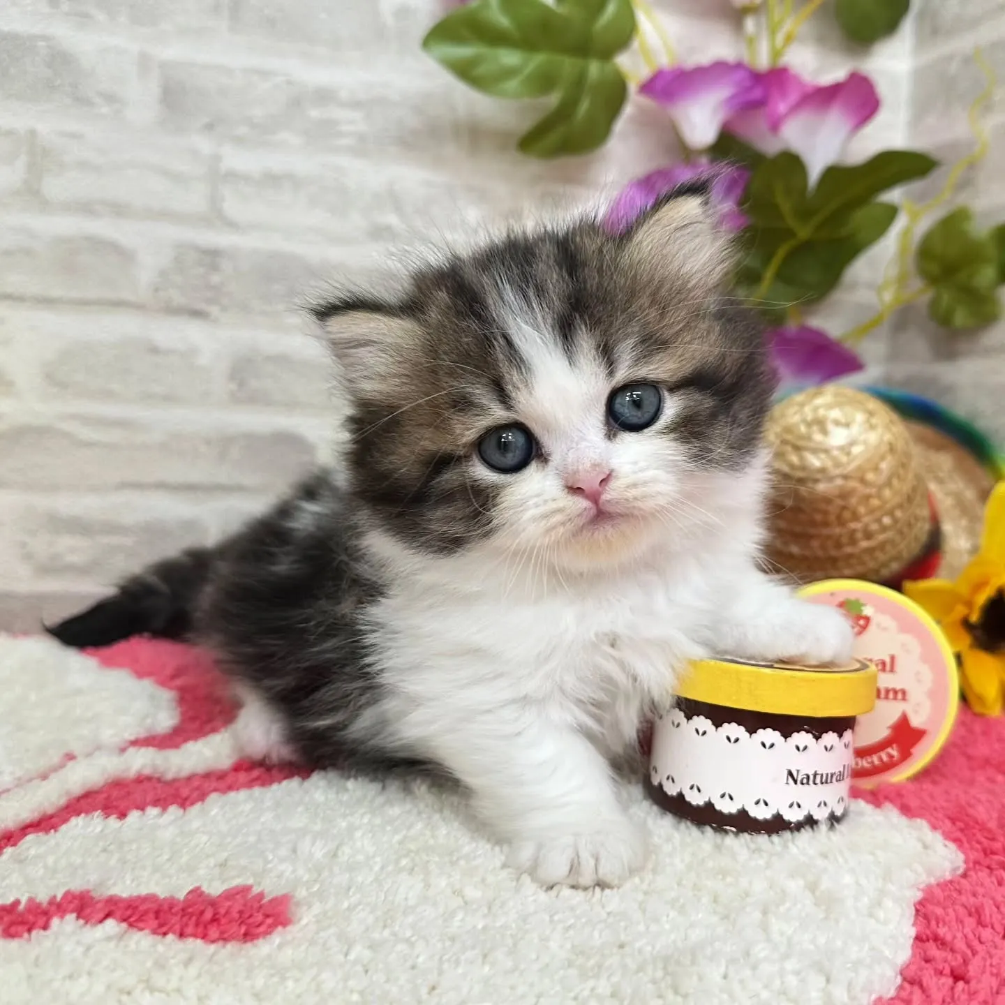 本日ご紹介のミヌエットちゃん達です🐱❤️