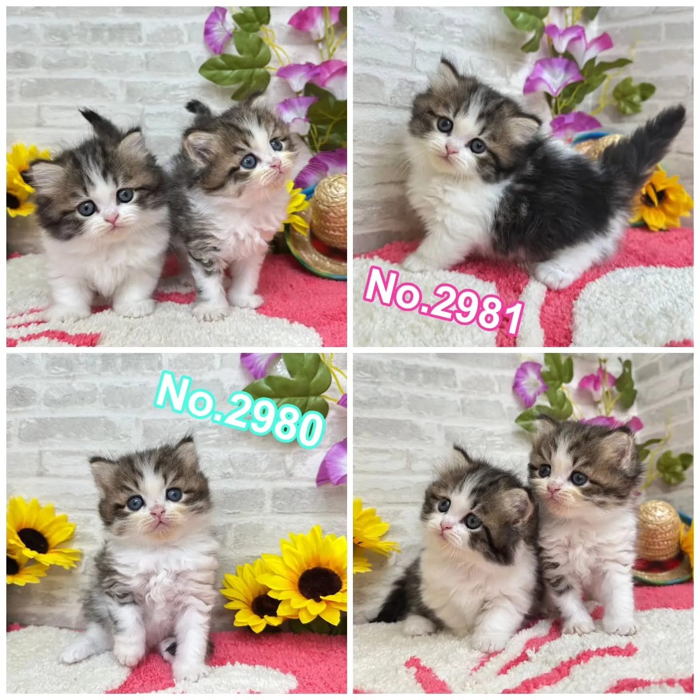 本日ご紹介のミヌエットちゃん達です🐱❤️