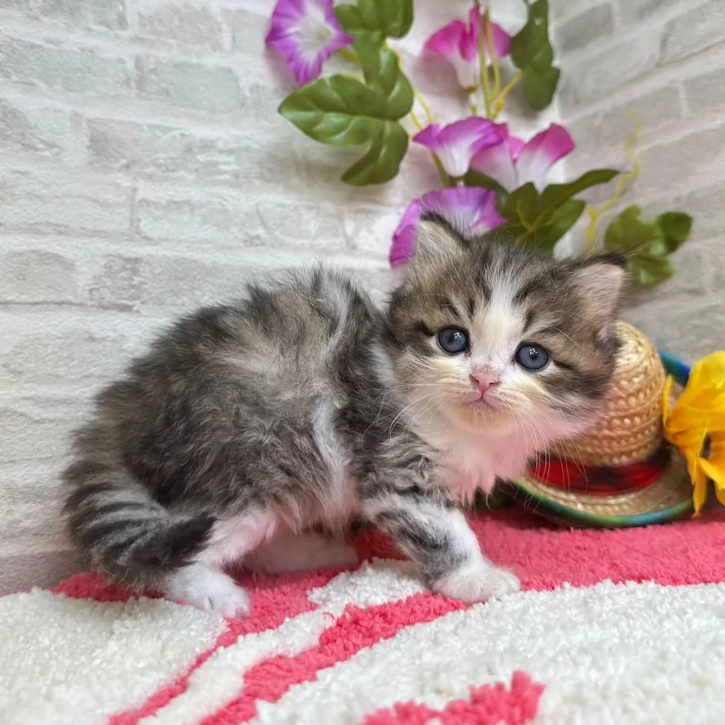 本日ご紹介のミヌエットちゃん達です🐱❤️