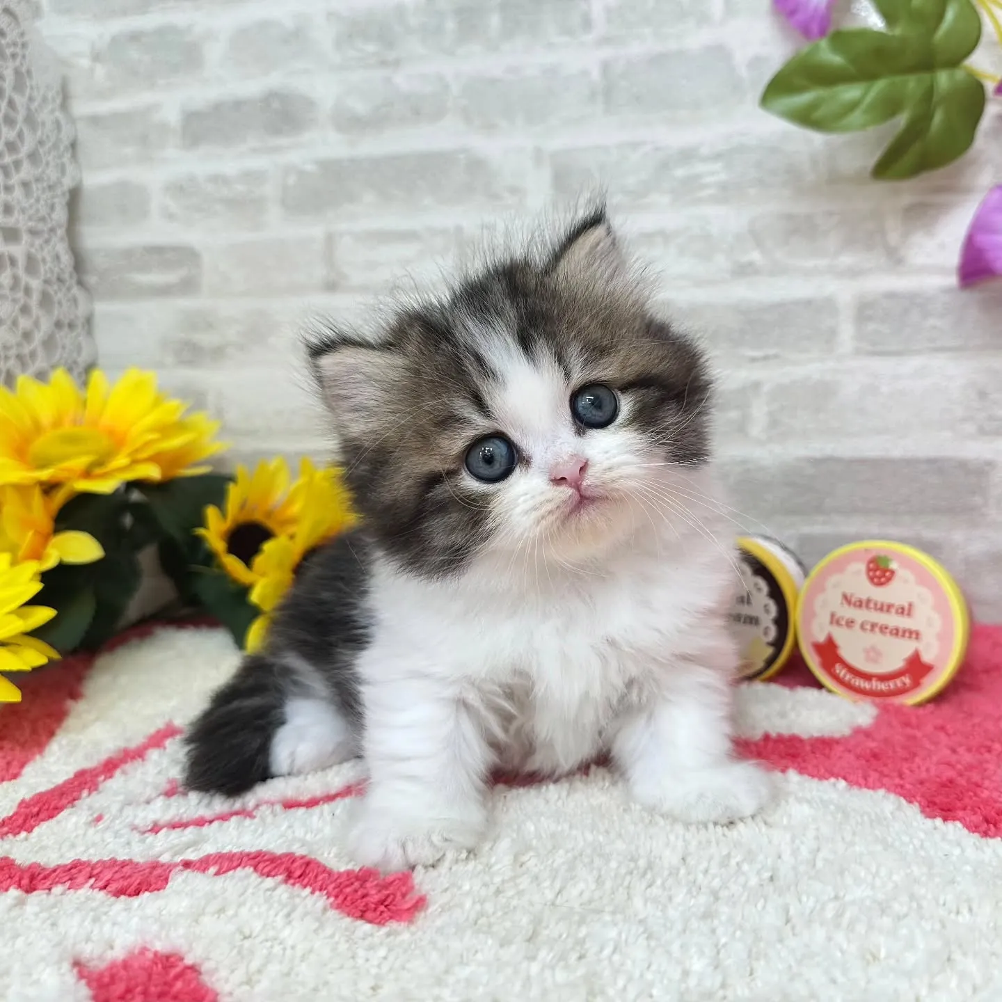 本日ご紹介のミヌエットちゃん達です🐱❤️