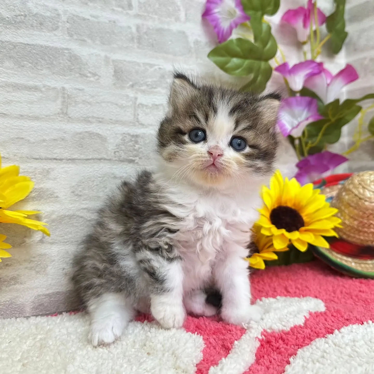 本日ご紹介のミヌエットちゃん達です🐱❤️