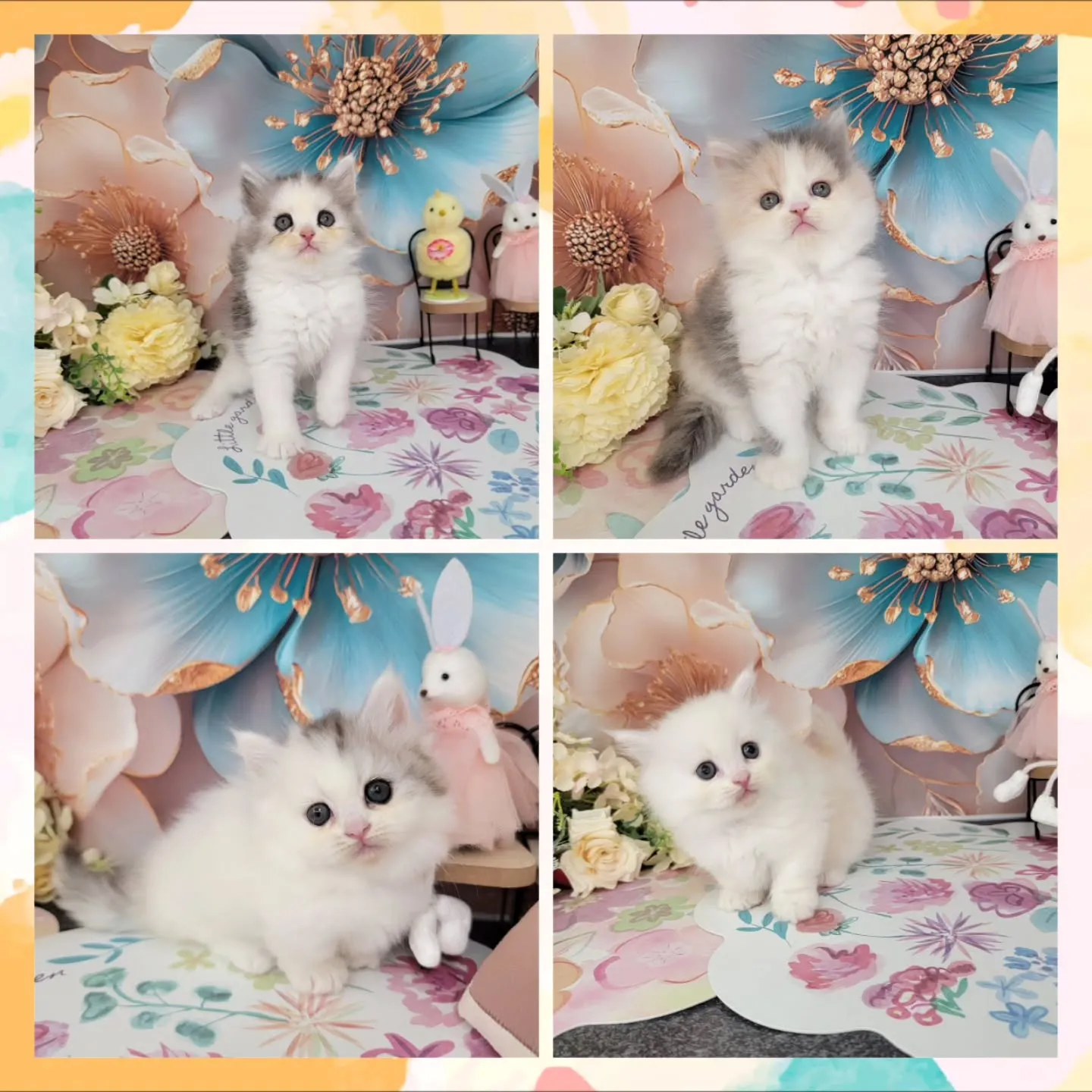 本日ご紹介のミヌエットちゃん達です🐱❤️