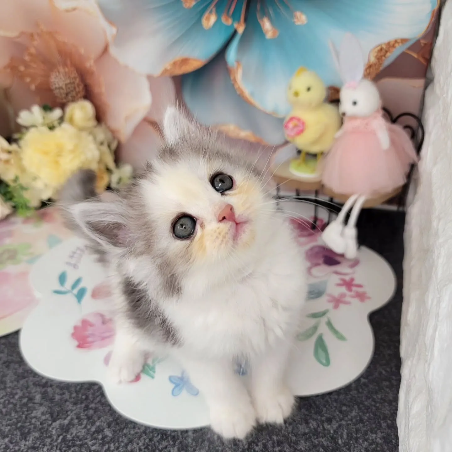 本日ご紹介のミヌエットちゃん達です🐱❤️