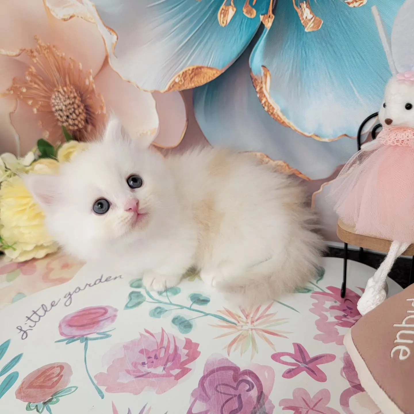 本日ご紹介のミヌエットちゃん達です🐱❤️