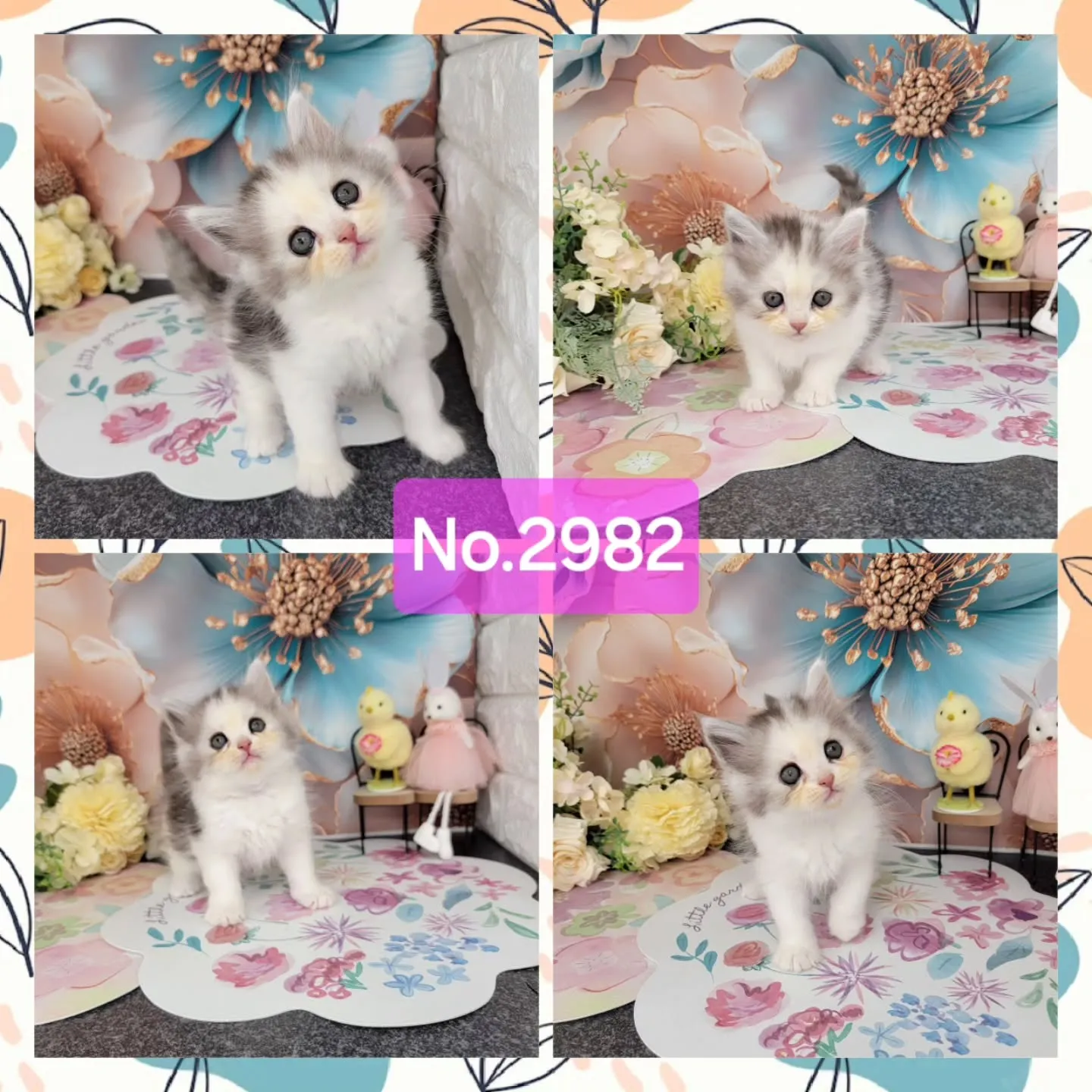 本日ご紹介のミヌエットちゃん達です🐱❤️