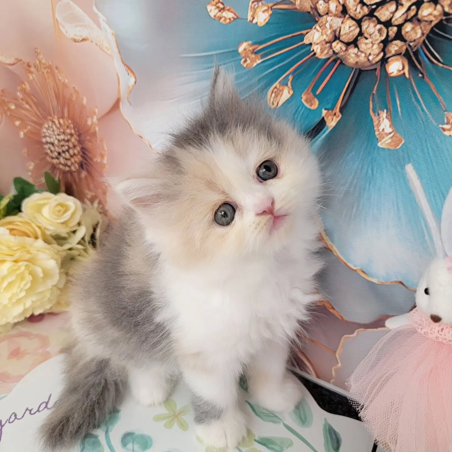 本日ご紹介のミヌエットちゃん達です🐱❤️