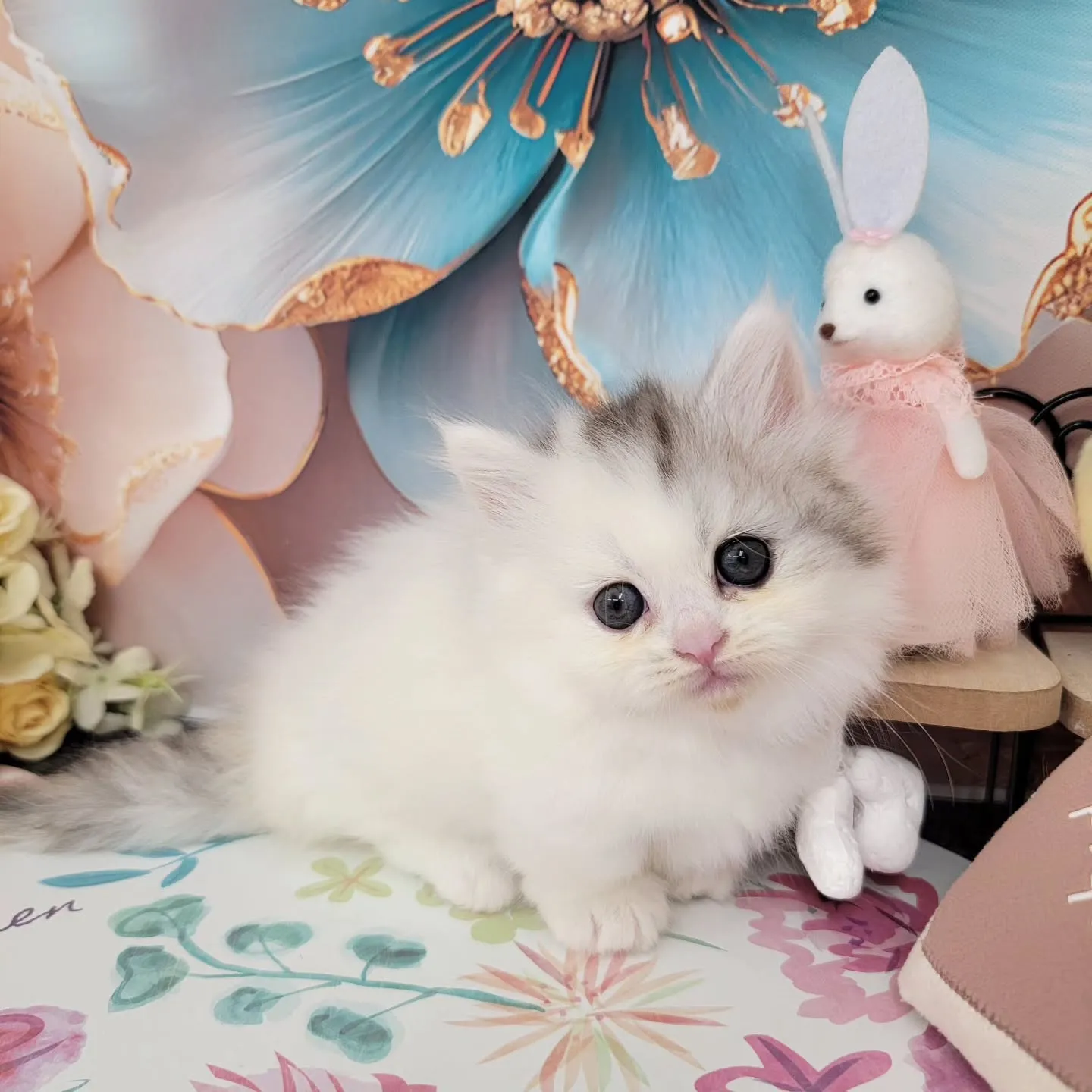 本日ご紹介のミヌエットちゃん達です🐱❤️