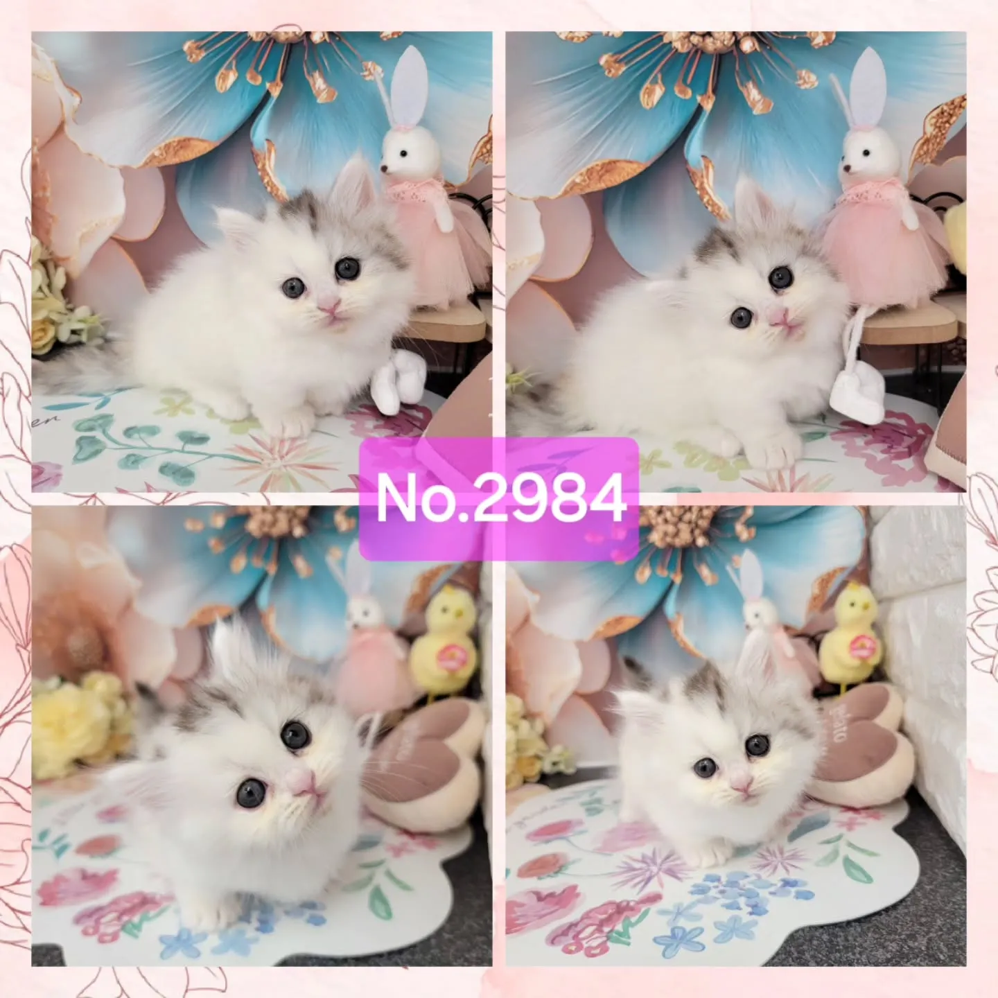 本日ご紹介のミヌエットちゃん達です🐱❤️