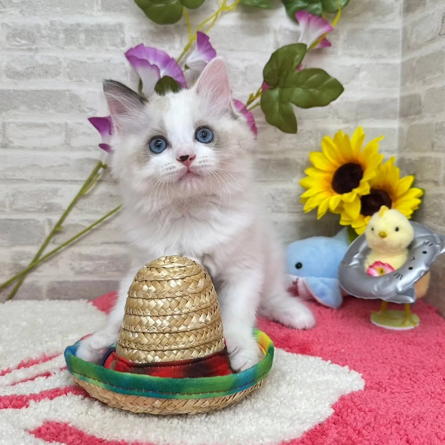 Kさまご契約にゃんこちゃん😺❤️