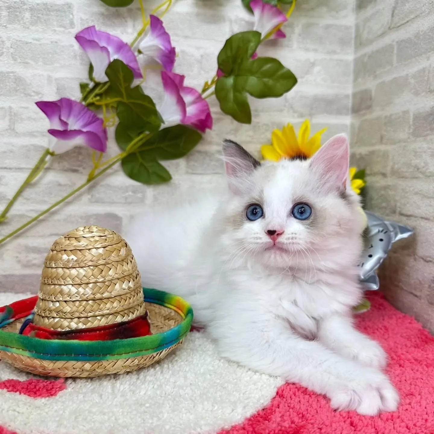Kさまご契約にゃんこちゃん😺❤️